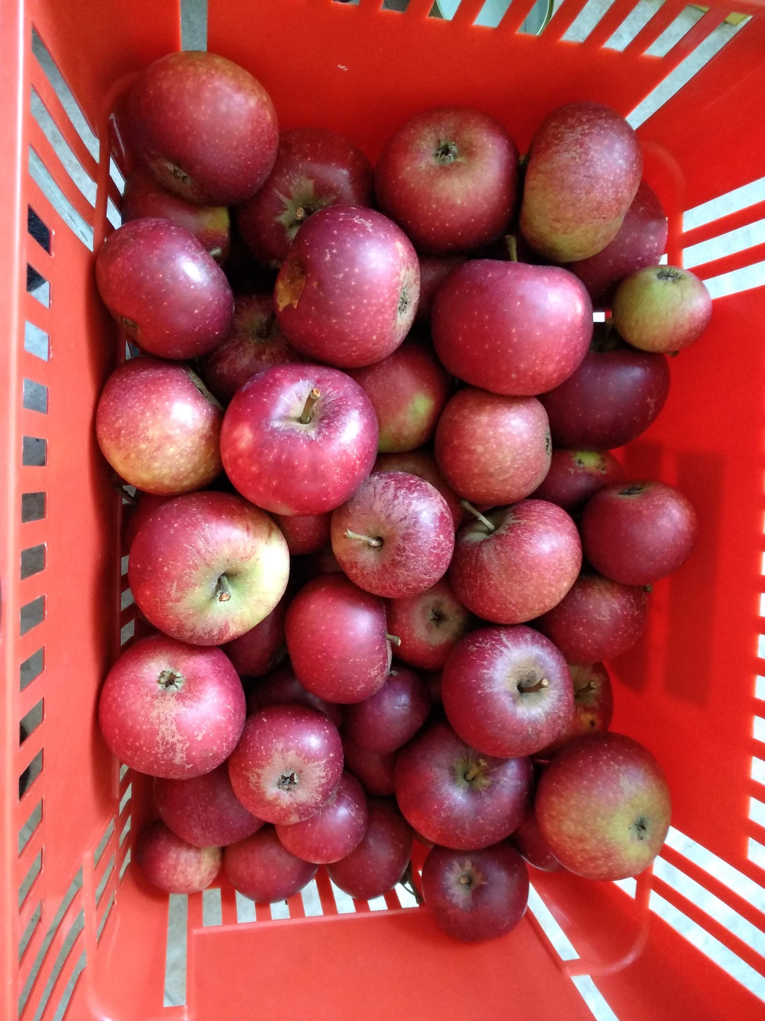 #Gartenparadies #Apfelernte