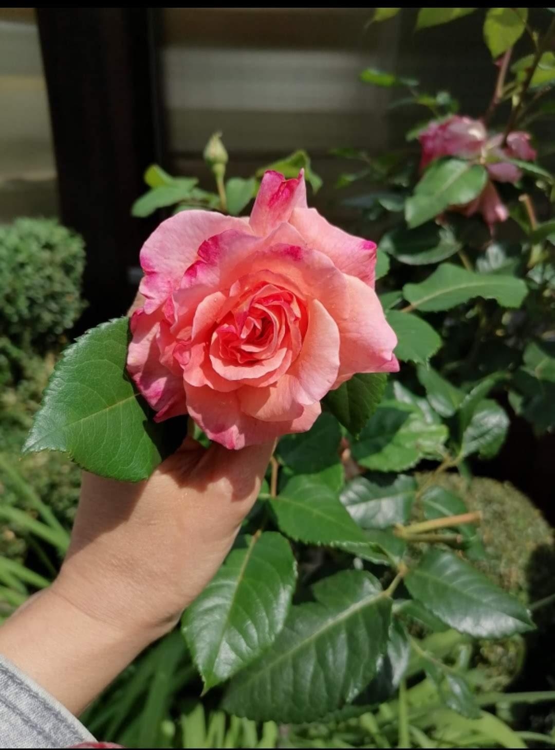#Gartenparadies #Rose