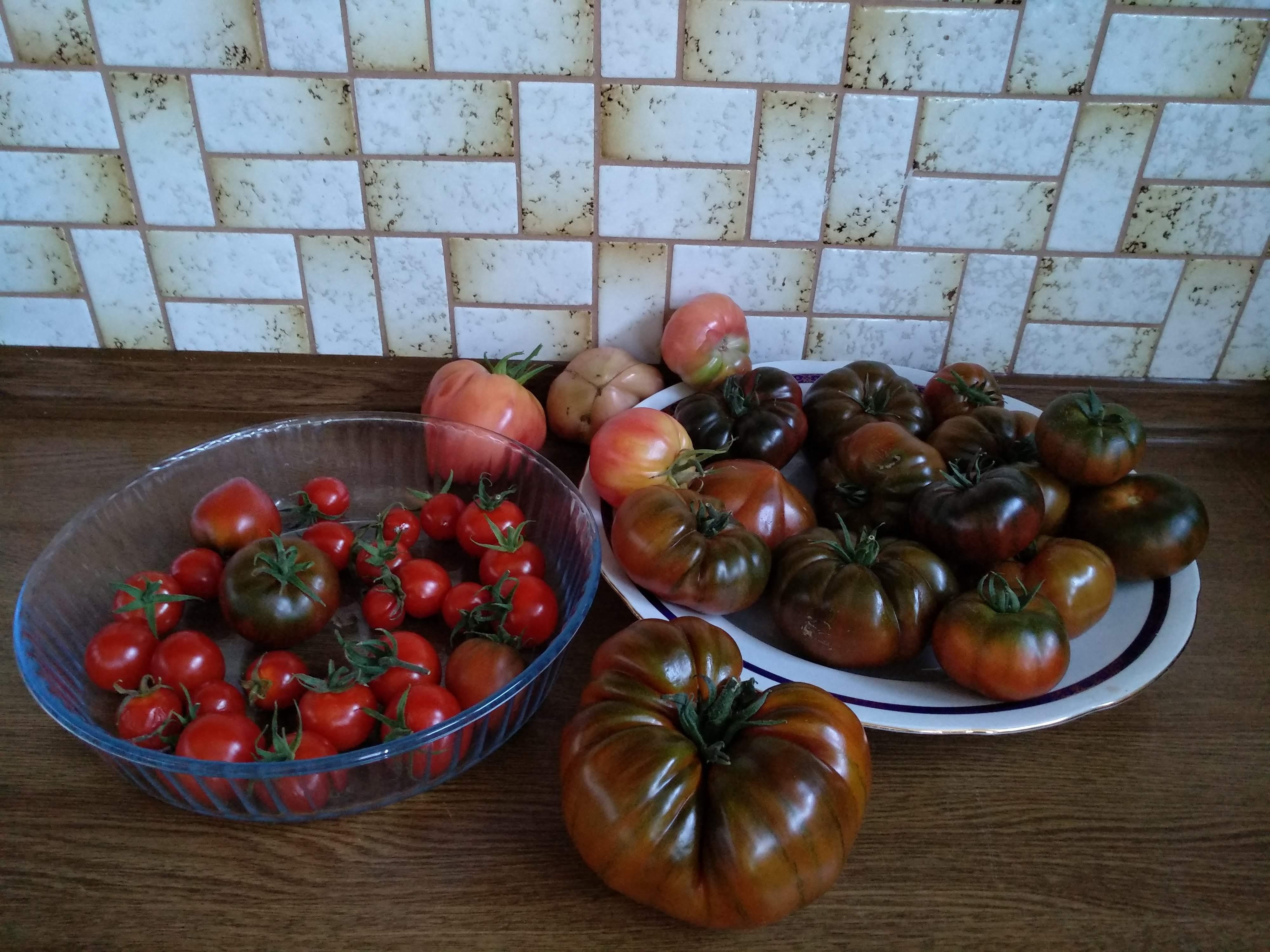#Gartenparadies #Tomatenernte