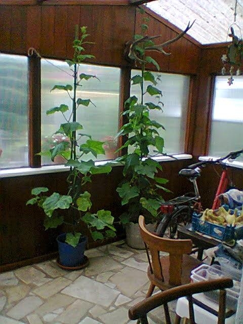 #Gartenparadies