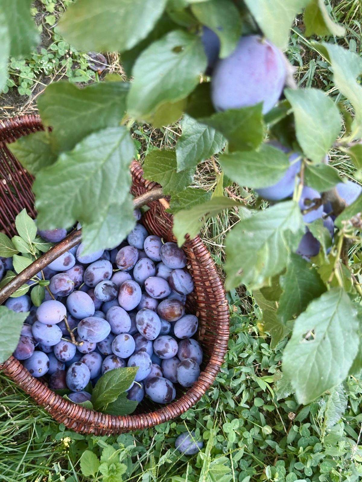 Gartensommer 💜 #sommertage #bauerngarten #ernte #sommer #vintagehome #garten #skandinavischwohnen #sommerernte #altbauliebe #alteshaus