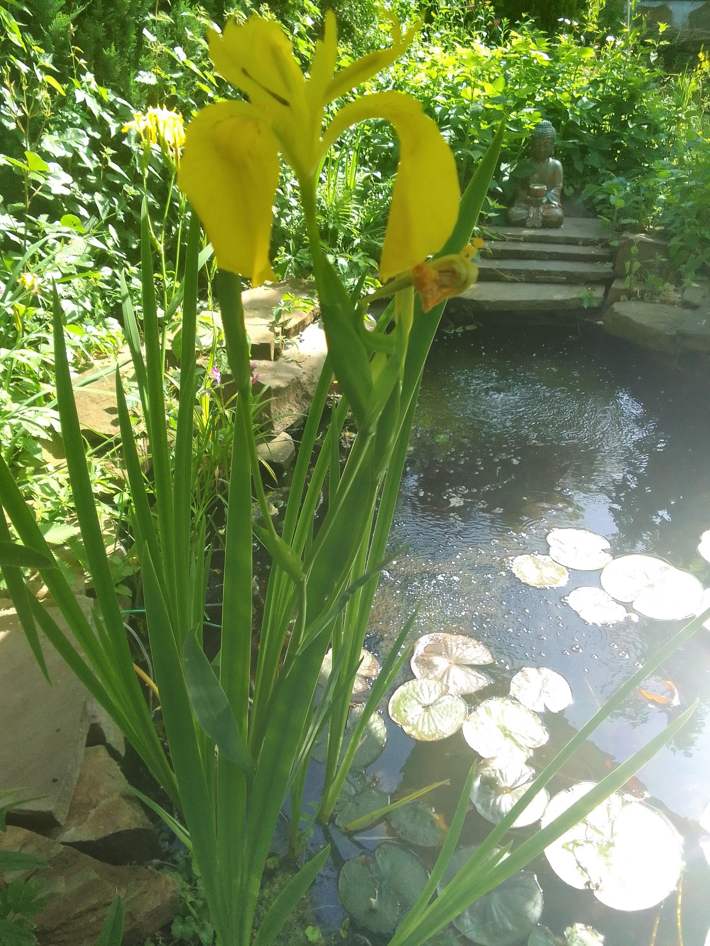 #Gartenteich #Wasserlilie