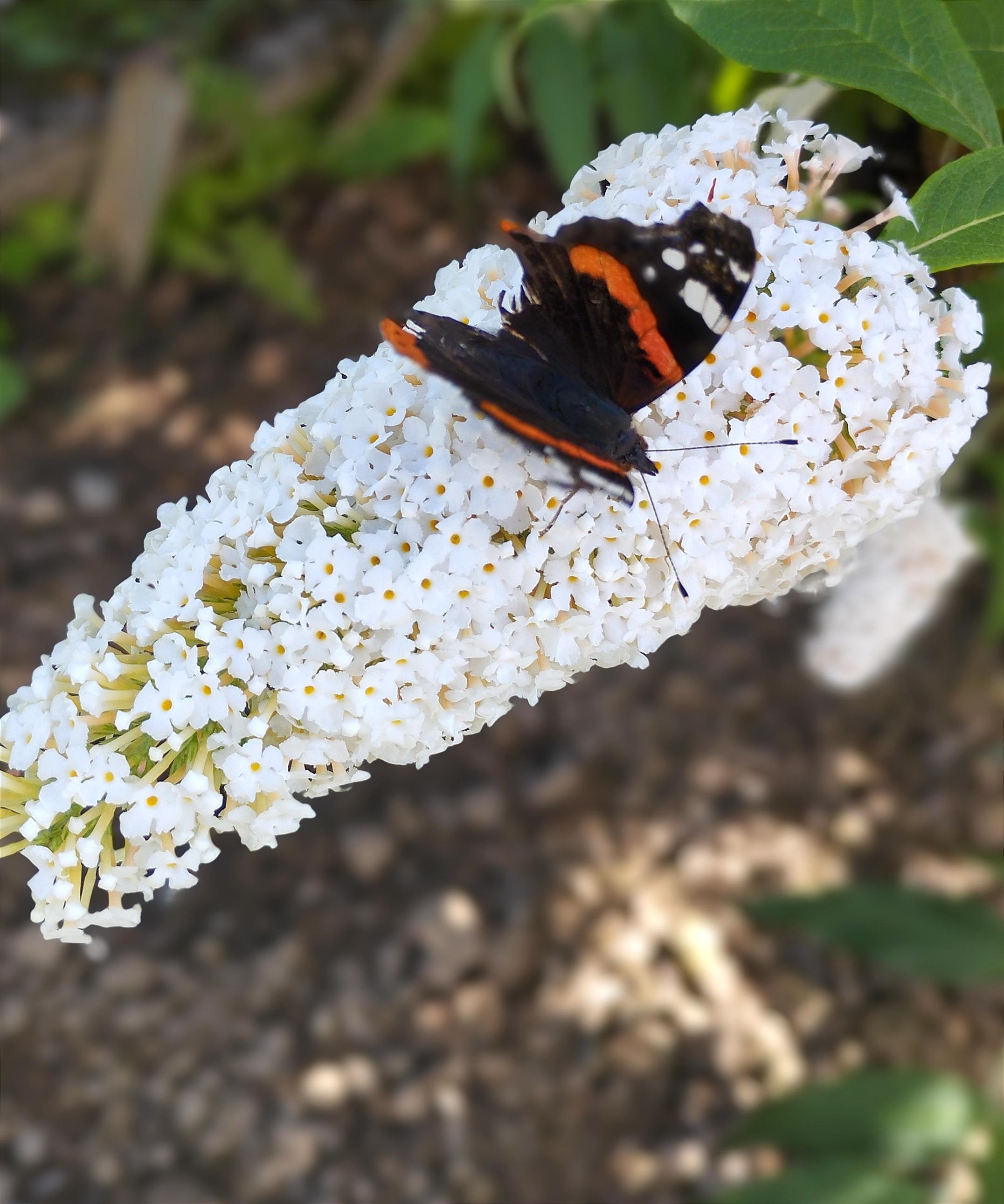 Gartenzeit.... Der Schmetterlingsflieder macht seinem Namen alle Ehre 🦋

#gartenzeit #gardenliving #couchstyle
