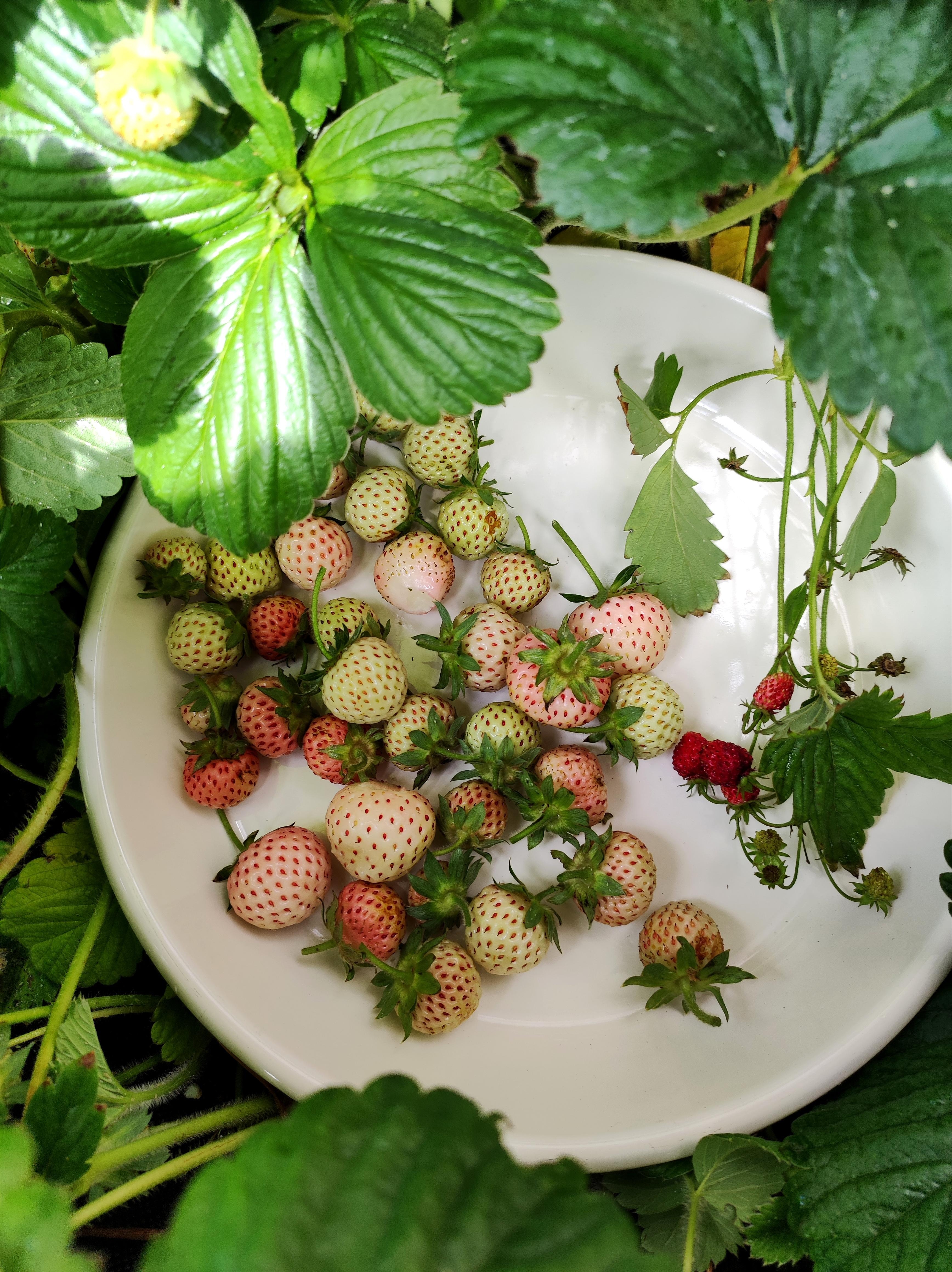 Gartenzeit weiße Erdbeeren 🍓 #garten #pflanzen #erdbeeren #pflanzenliebe #gartenliebe