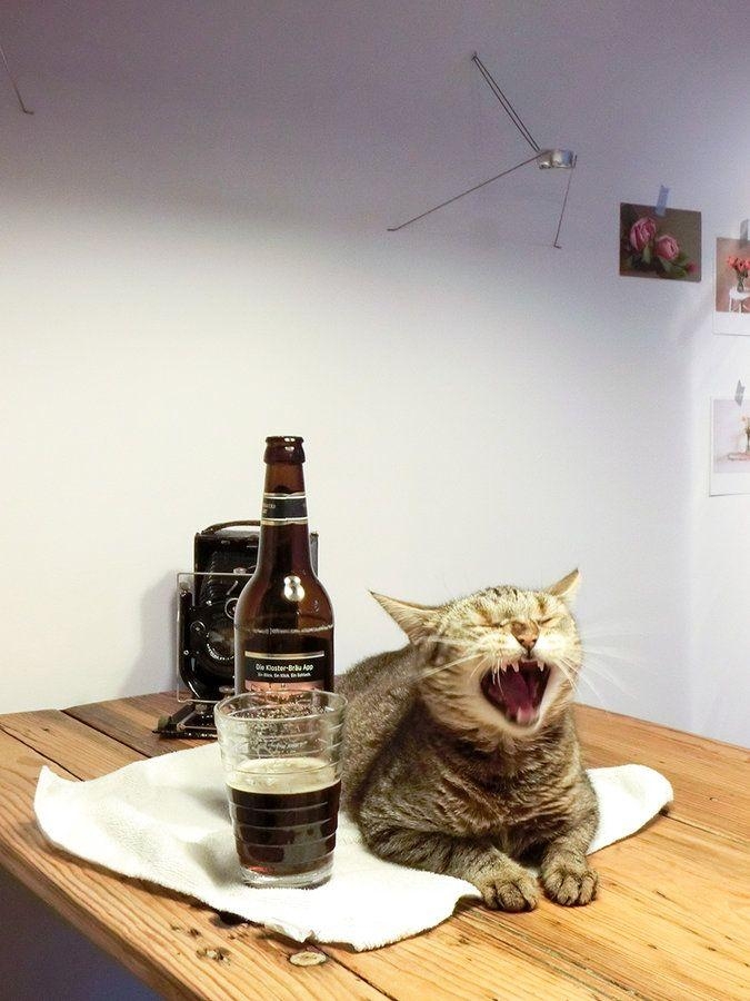 Geht doch nix über nen kühlet #bier!
Prost!
#katze #cat #küche #küchentisch #pieps