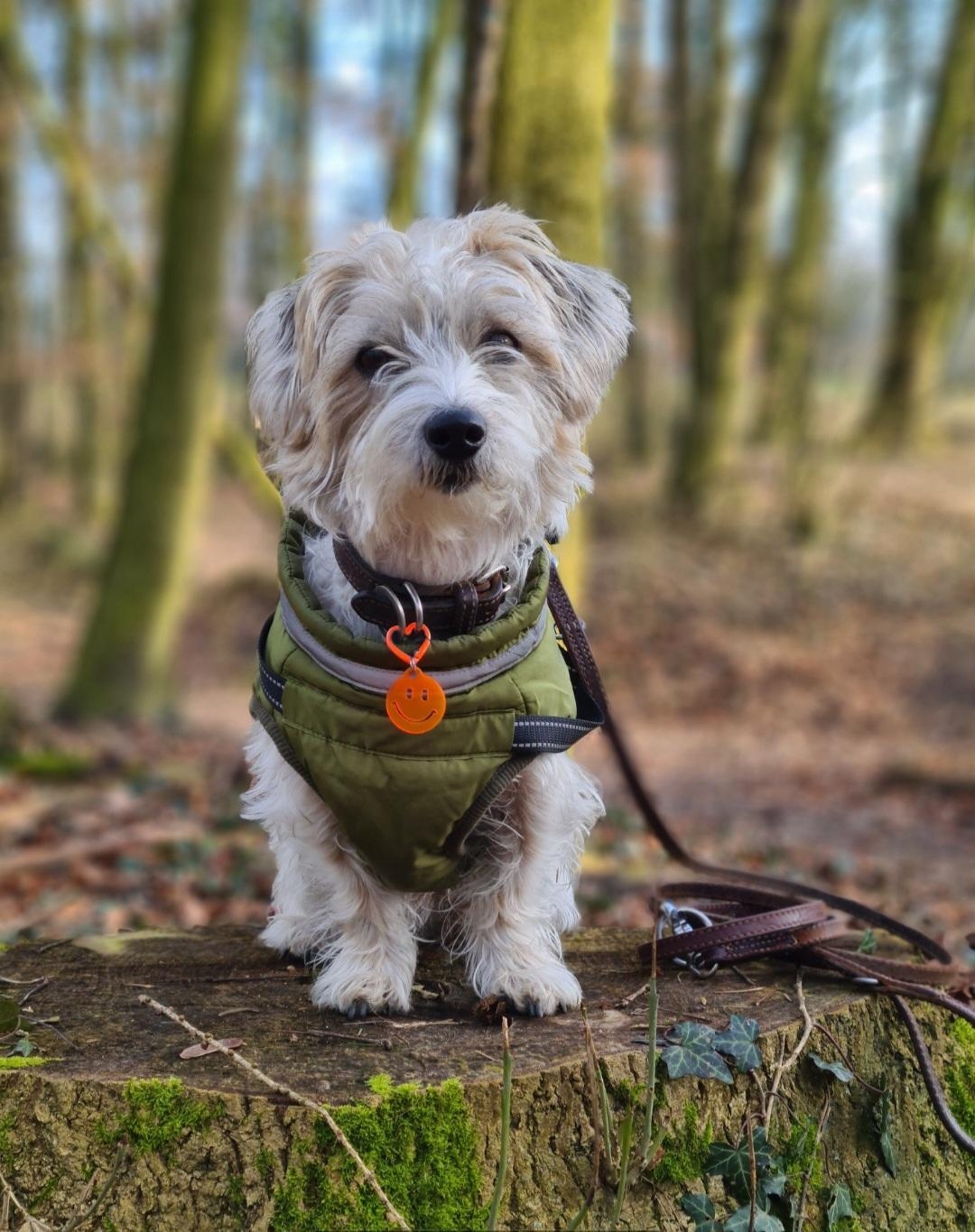 Gestatten: Joshi
#joshiliebe #jackrusselmix #imwald #Mitbewohner 