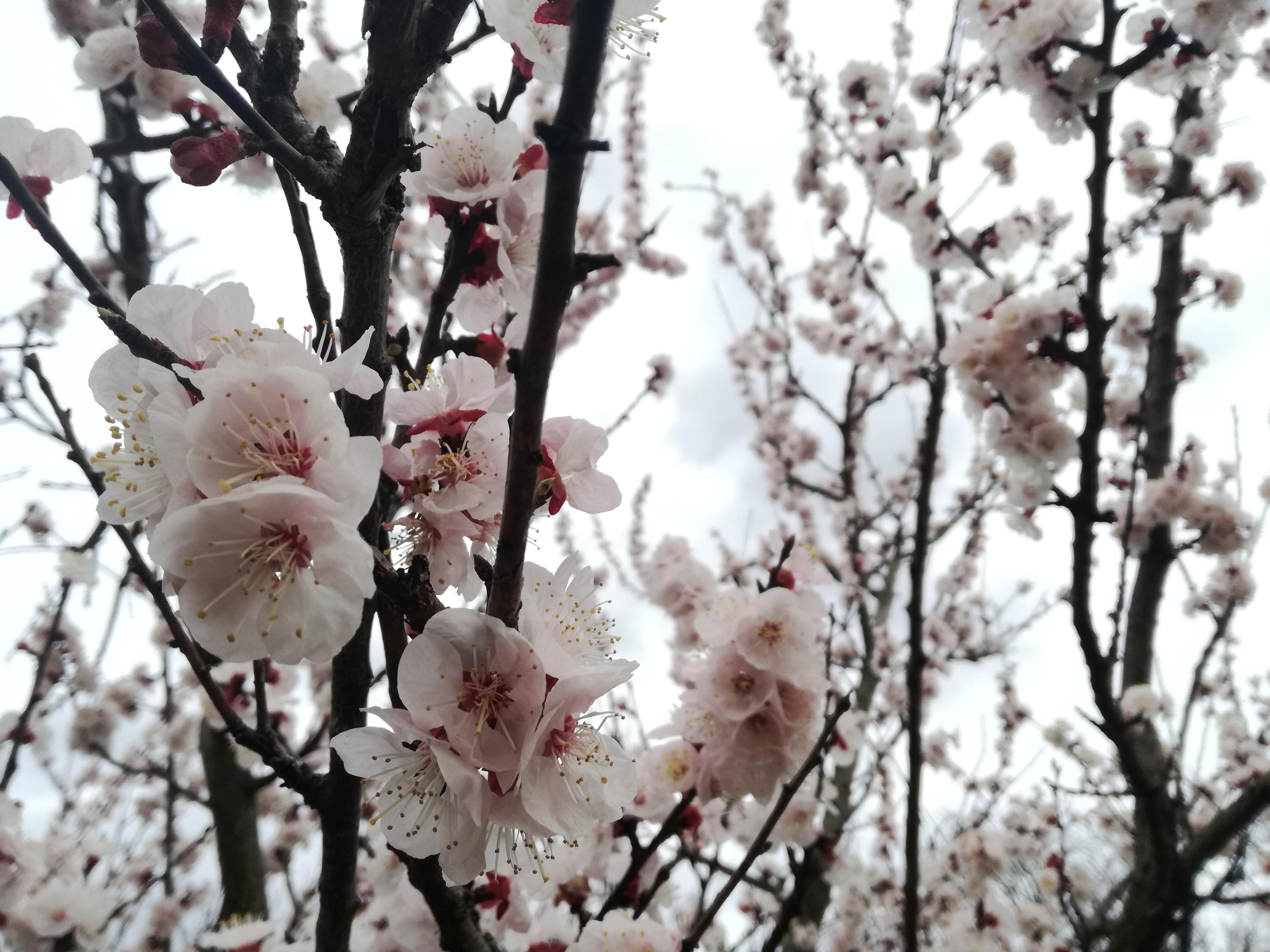 Gestern beim #spazieren gehen mit meinem #hund gesichtet ❤ #kirschblüten 
