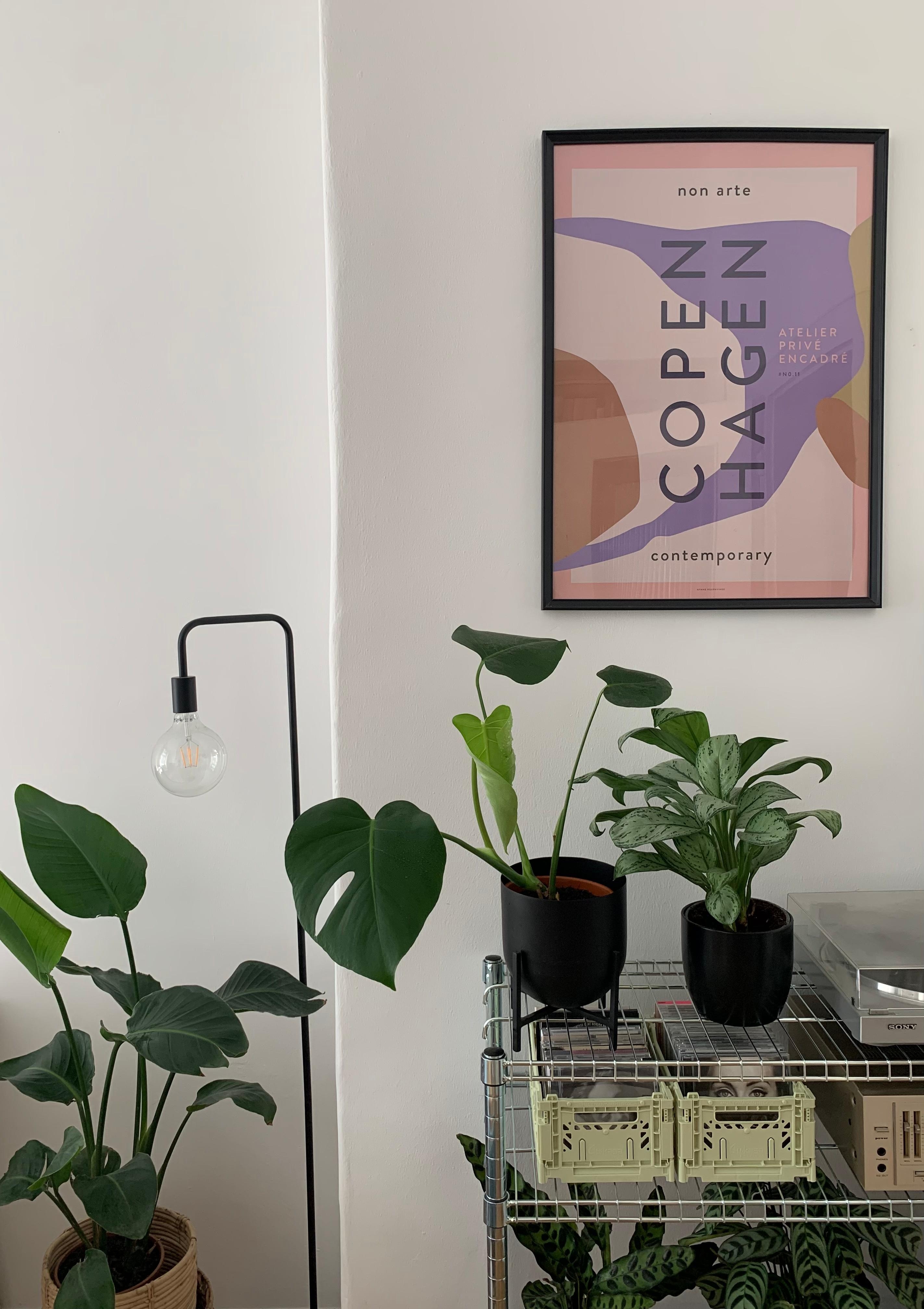 Gewächshaus oder Wohnzimmer? 🪴 #regal #omar #plants #pflanzenliebe #zimmerpflanzen #copenhagen #poster #plattenspieler