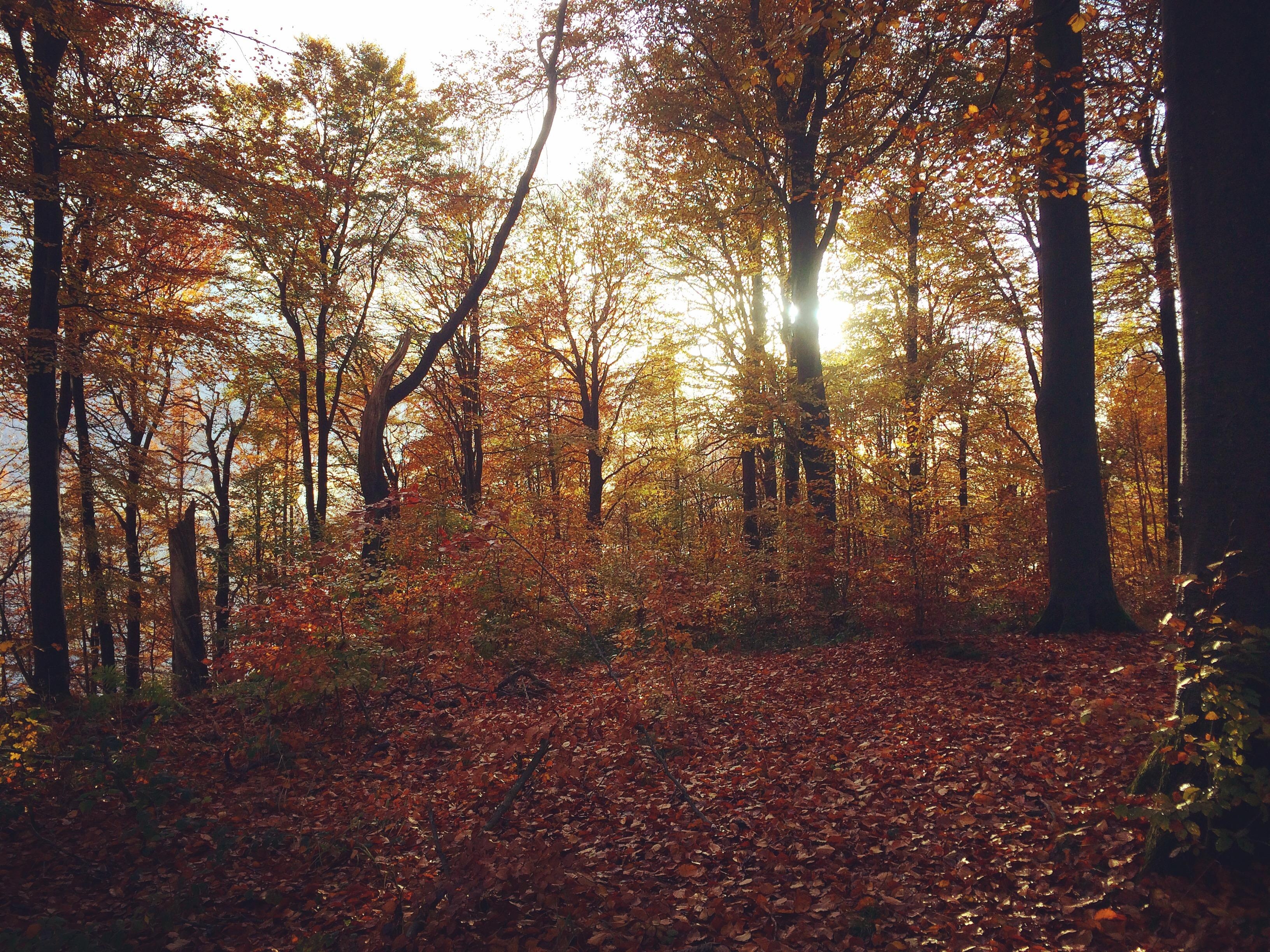 Golden hour.
#autumnsun #waldspaziergang #kollundskov #danmark