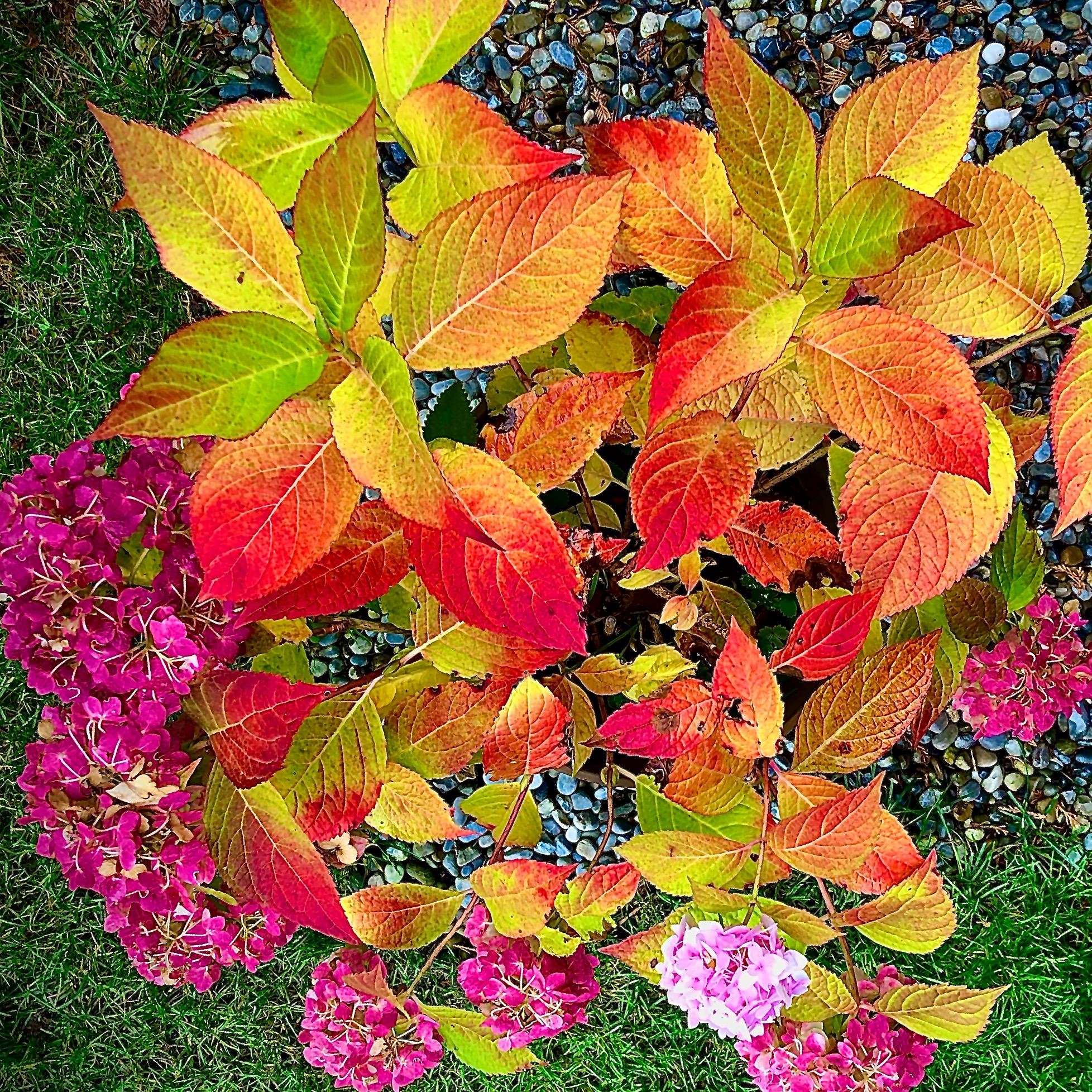 Goldener Herbst 🍄🍁🍂

#natur
