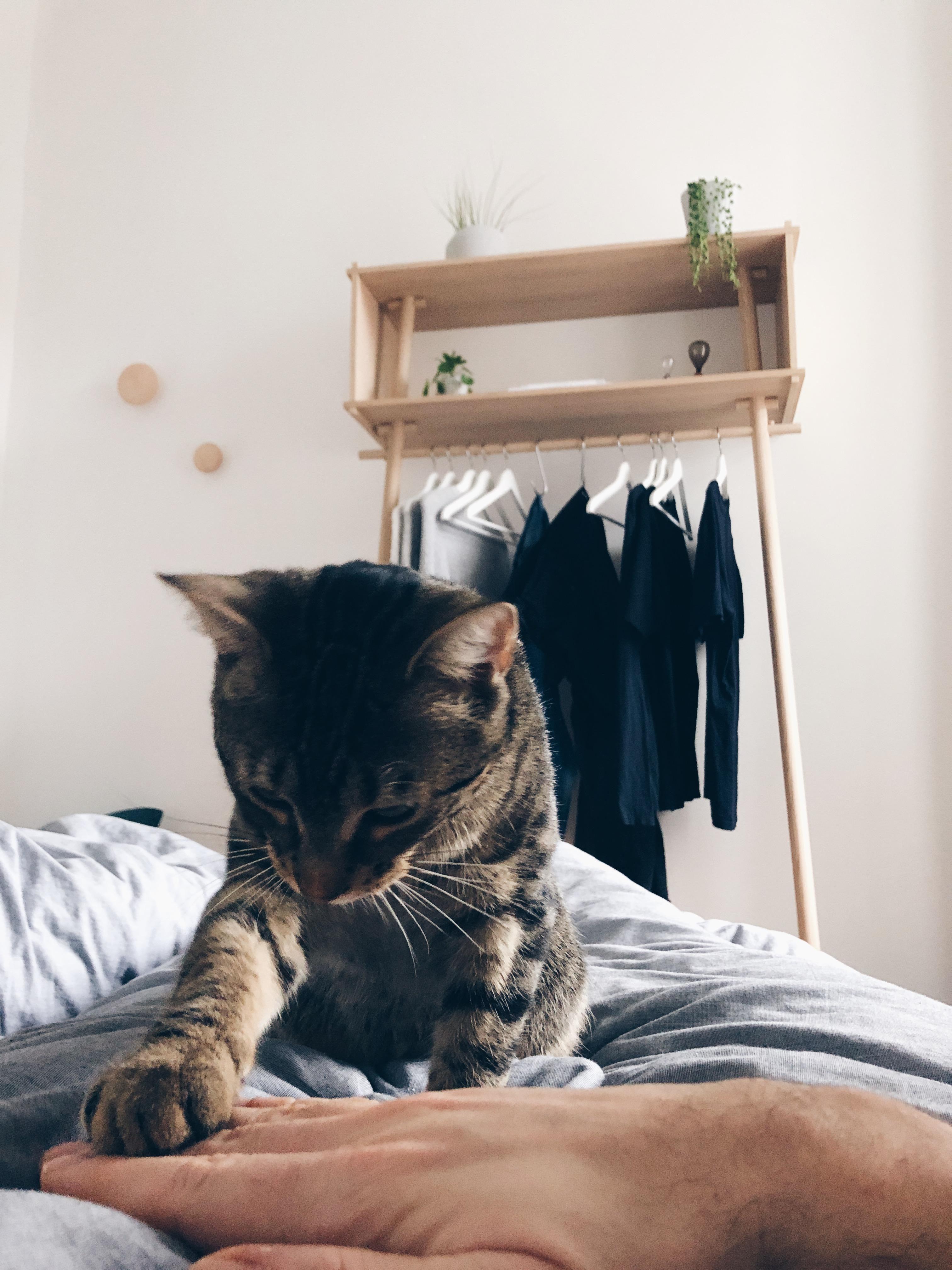 #goodmorning #bedview #bedroom #cat #caturday #cozyhome #wouddesign #interior
