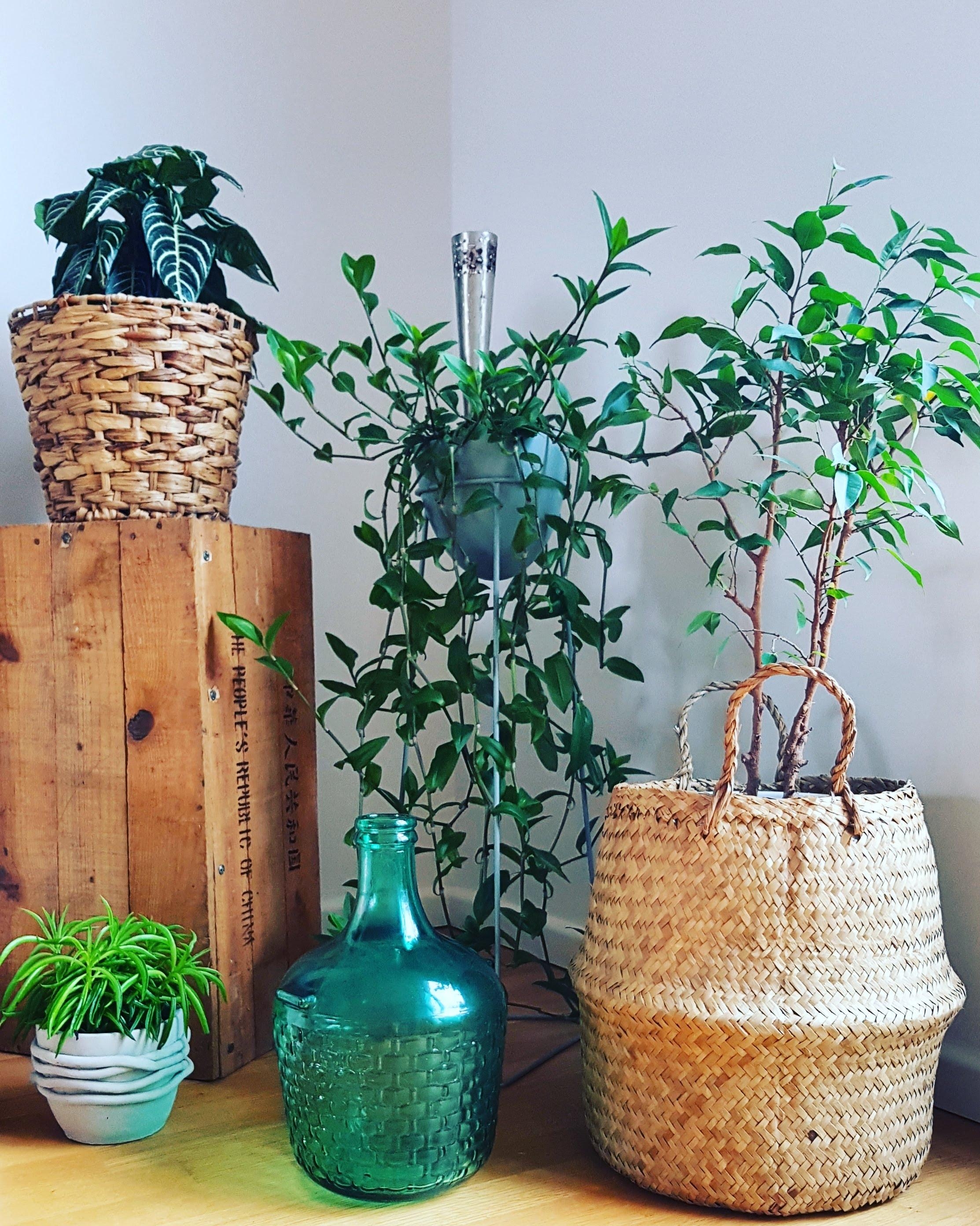 #green #plants #livingroom