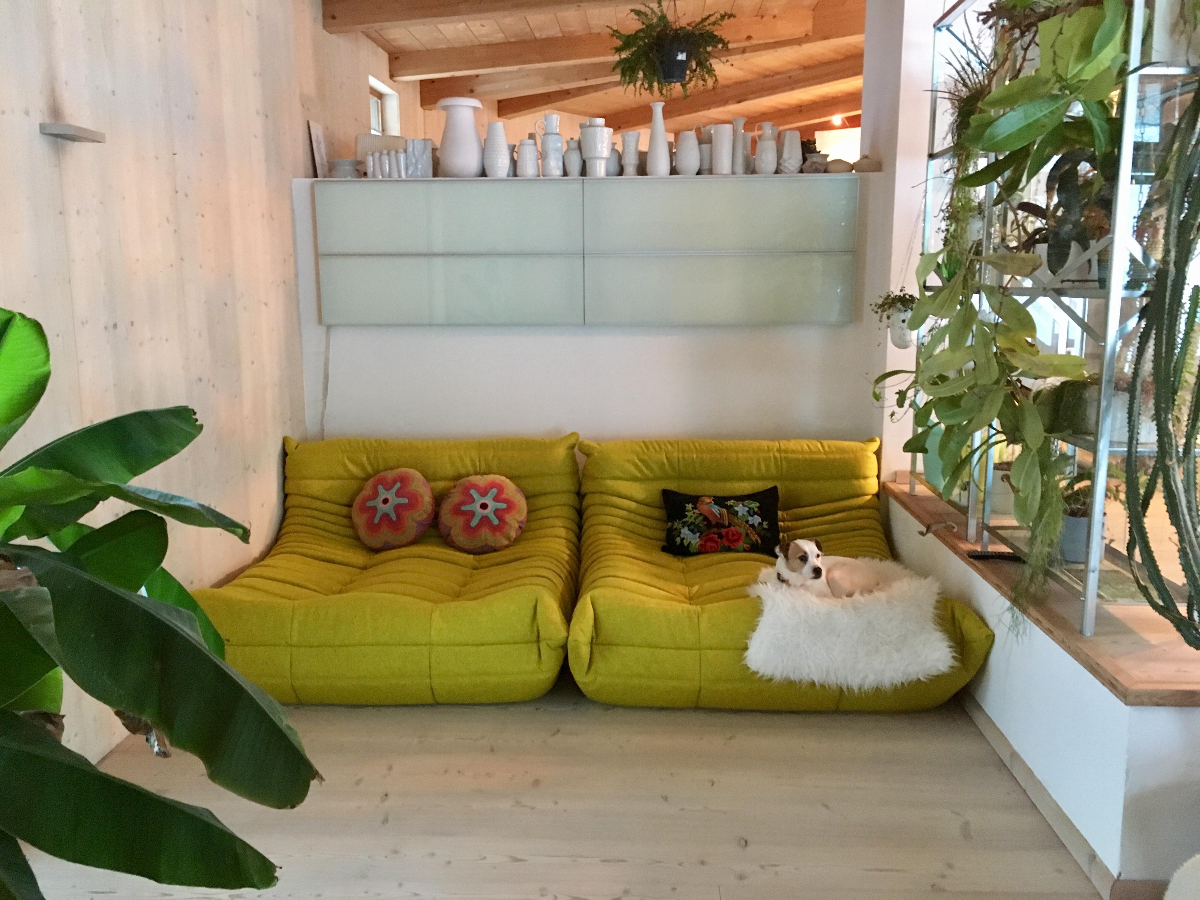 green room wohnzimmer... ich liebe meine neuen togo sofas 
#wohnzimmer #pflanzenliebe #grüneszimmer #lieblingsecke
