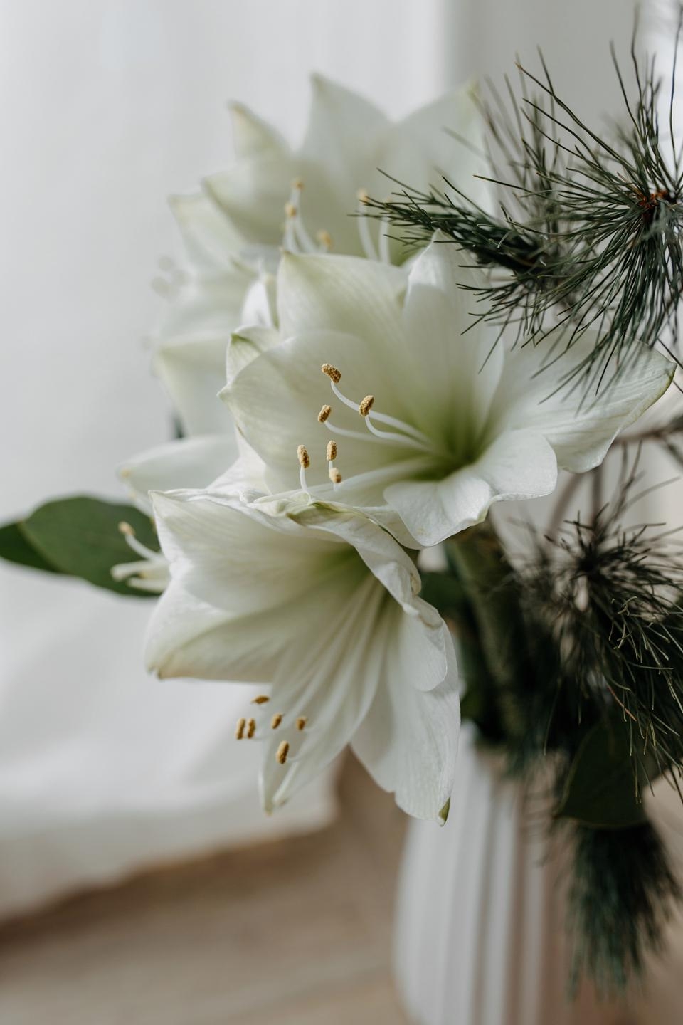 Große Amaryllis-Liebe #amaryllis #weihnachten #landhaus #cottage #couchliebt #vasenmittwoch #blumenliebe #landleben
