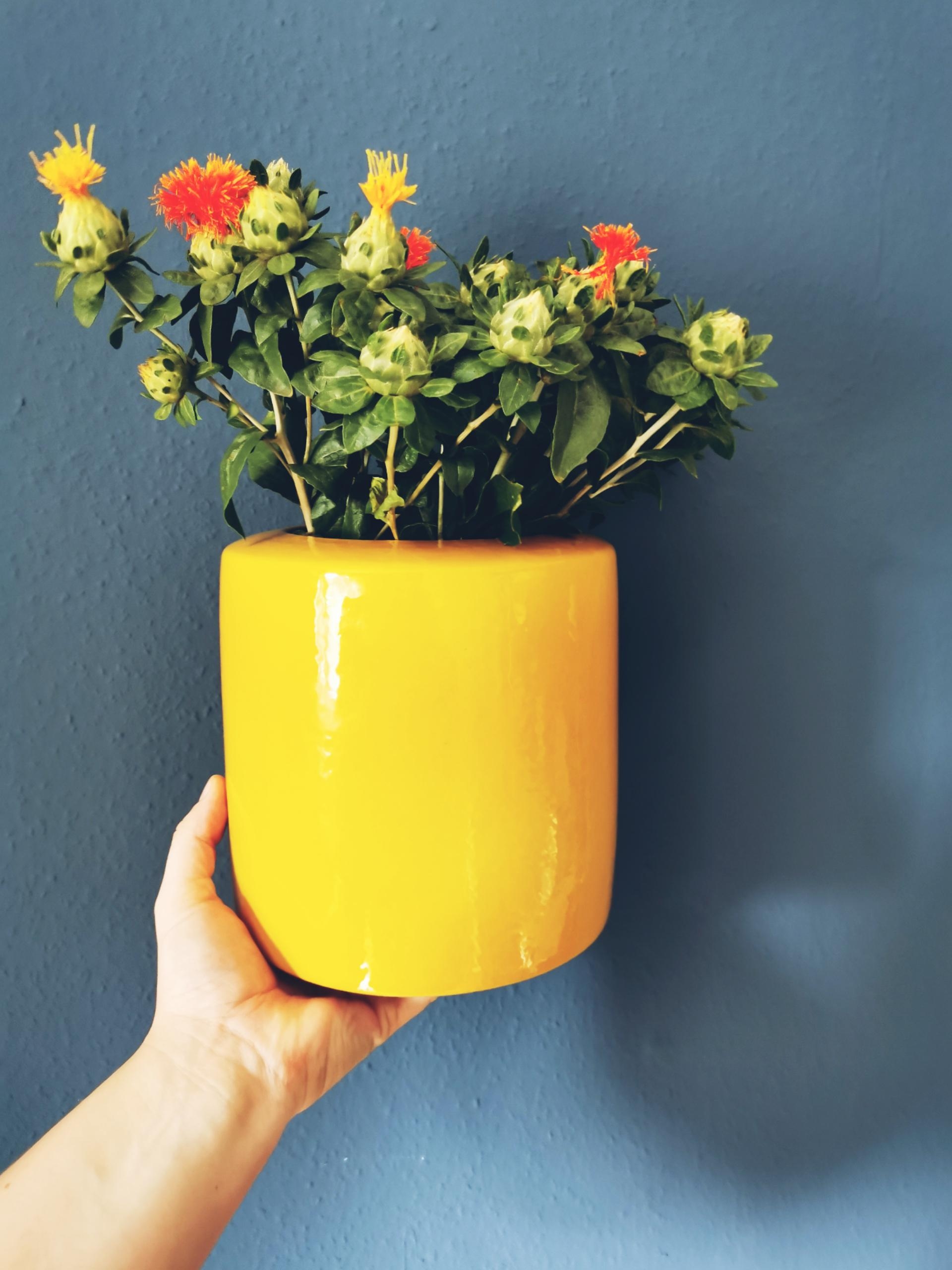 Große Distel Liebe #flowers #deco #vase #yellow #love #bluewall #newhome #cologne 