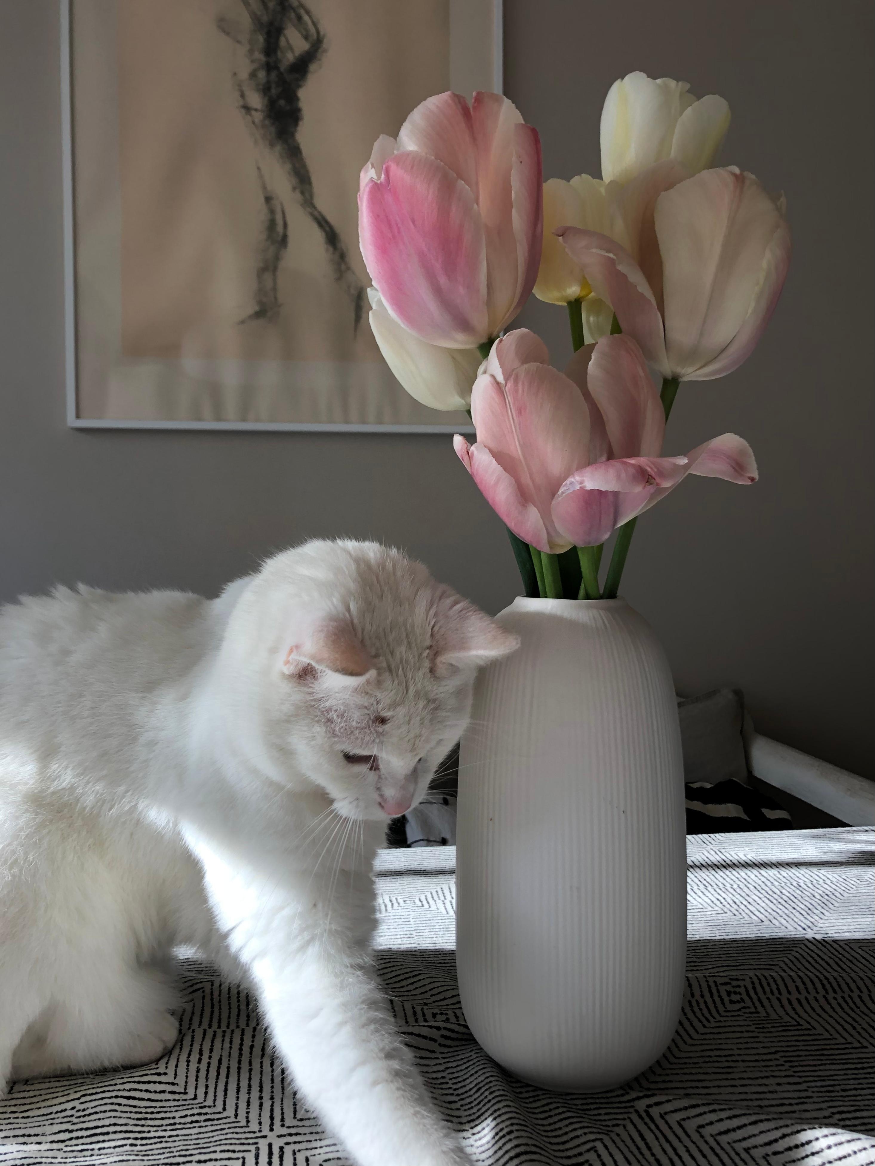 Große Katzenliebe 🥰🌷

#katzenliebe #katze #cozyhome #tulpen