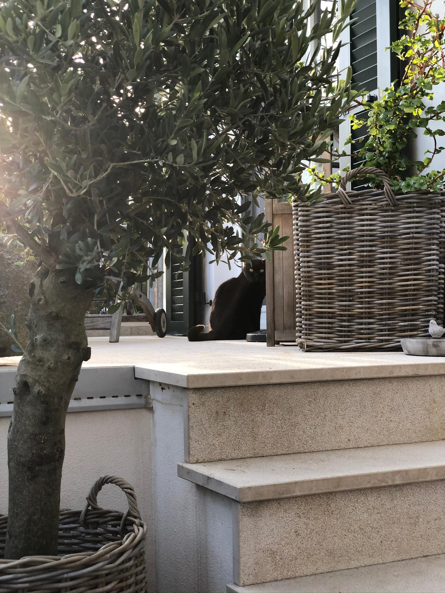 Große Olivenbaumliebe #olivenbaum #garten #sommer #toskana #terrasse #terrassengestaltung #gartenidee