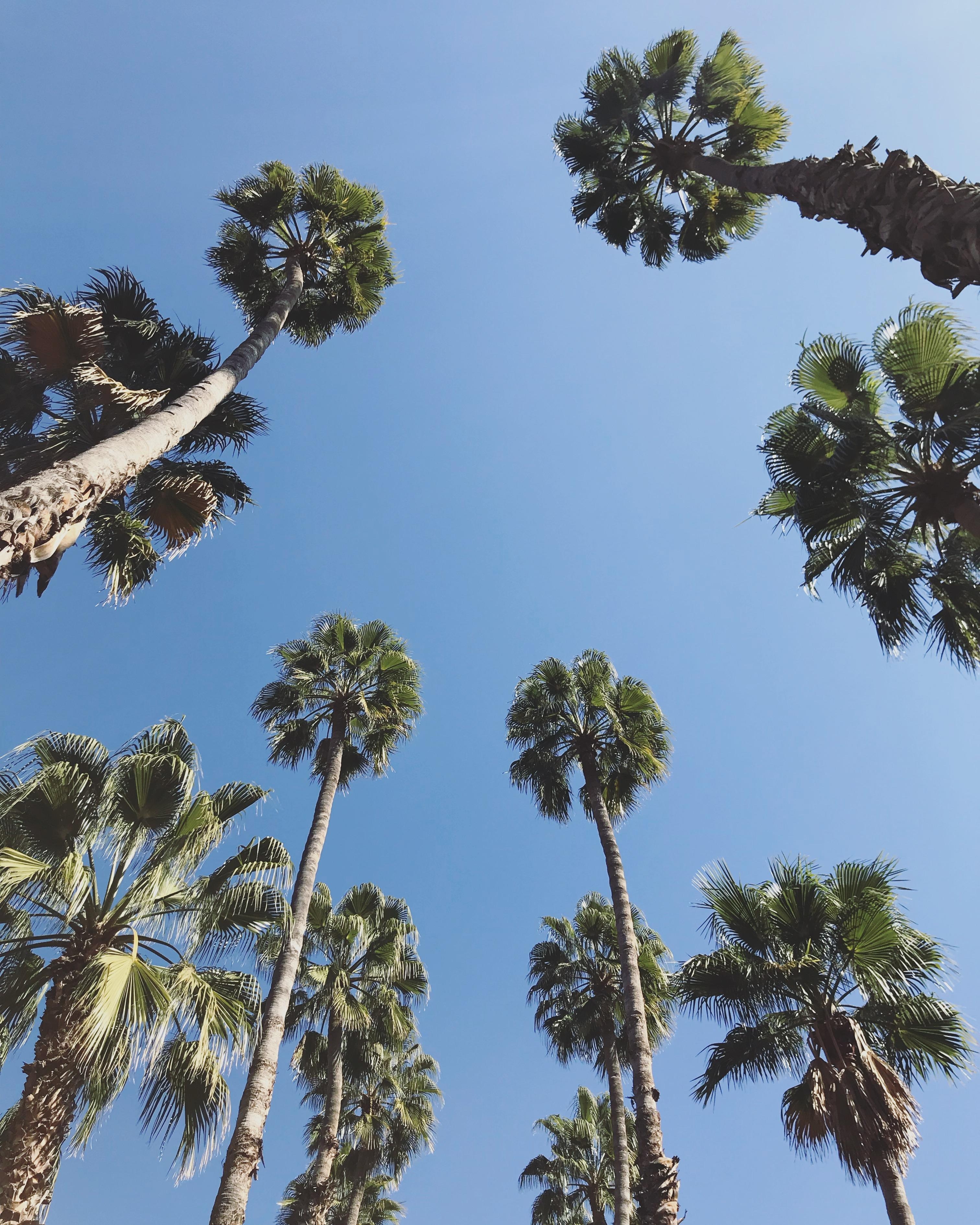 Große Palmenliebe. #marrakech #blauerhimmel #palmen #urlaubsfoto