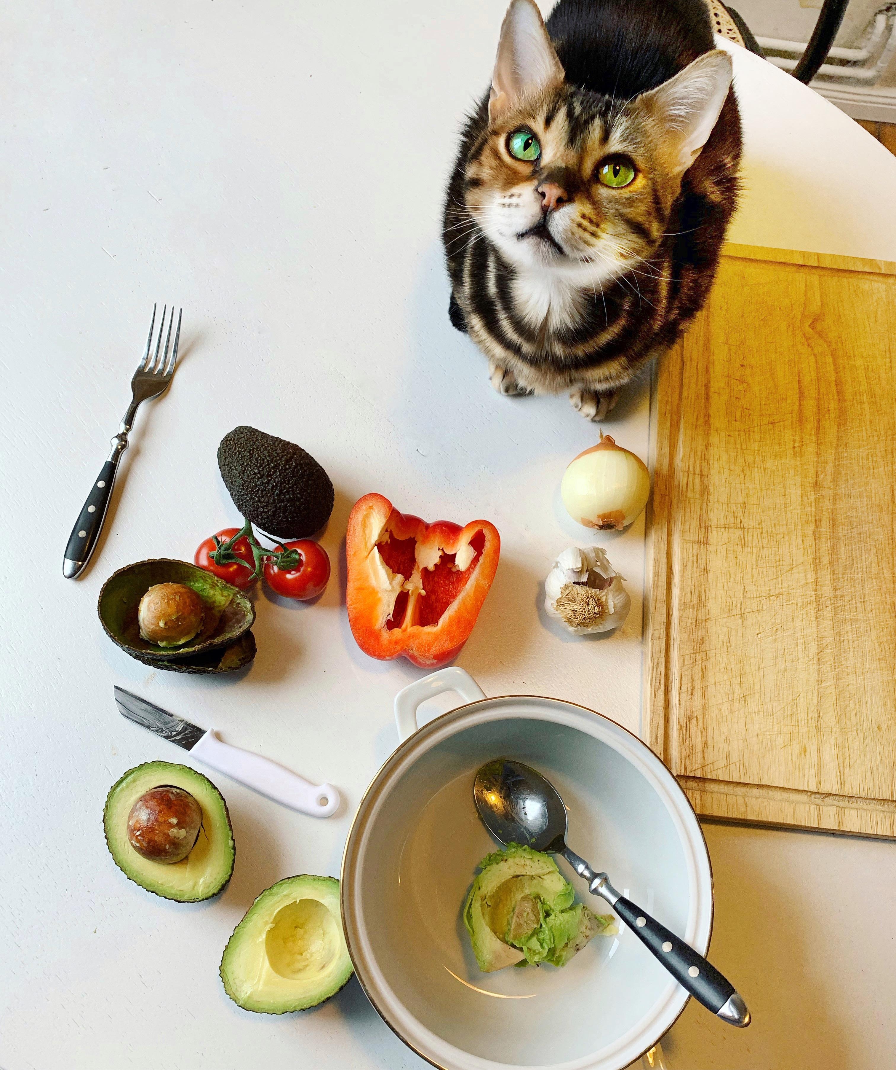Gucatmole zum gesunden Start in die Woche! #Katze #Avocado