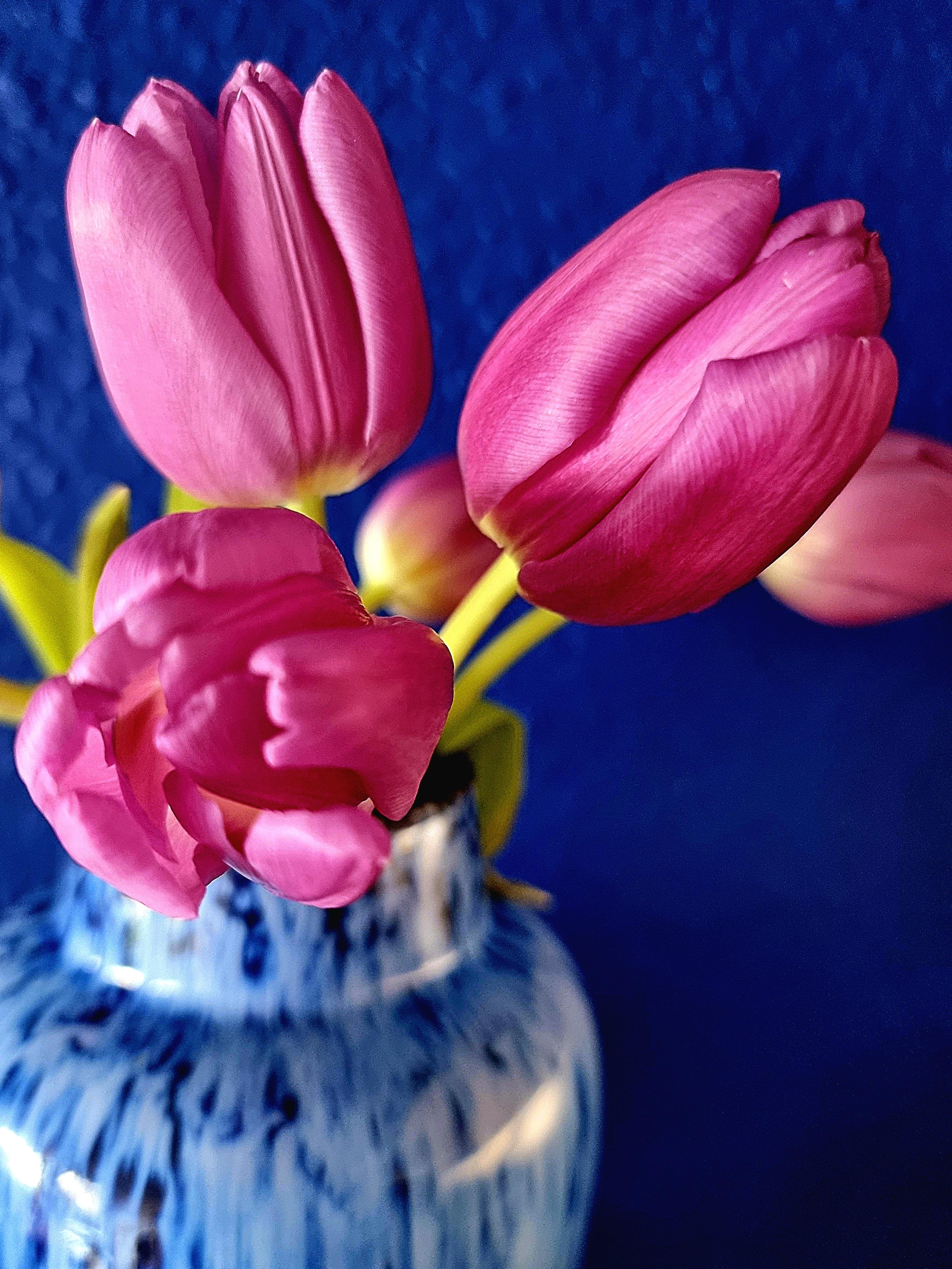 Gutelaunebild 💙🩷 #vase #freshflowerfriday #wandfarbe #küche #vintage #interior #januar #blumen #vasenliebe #🌷