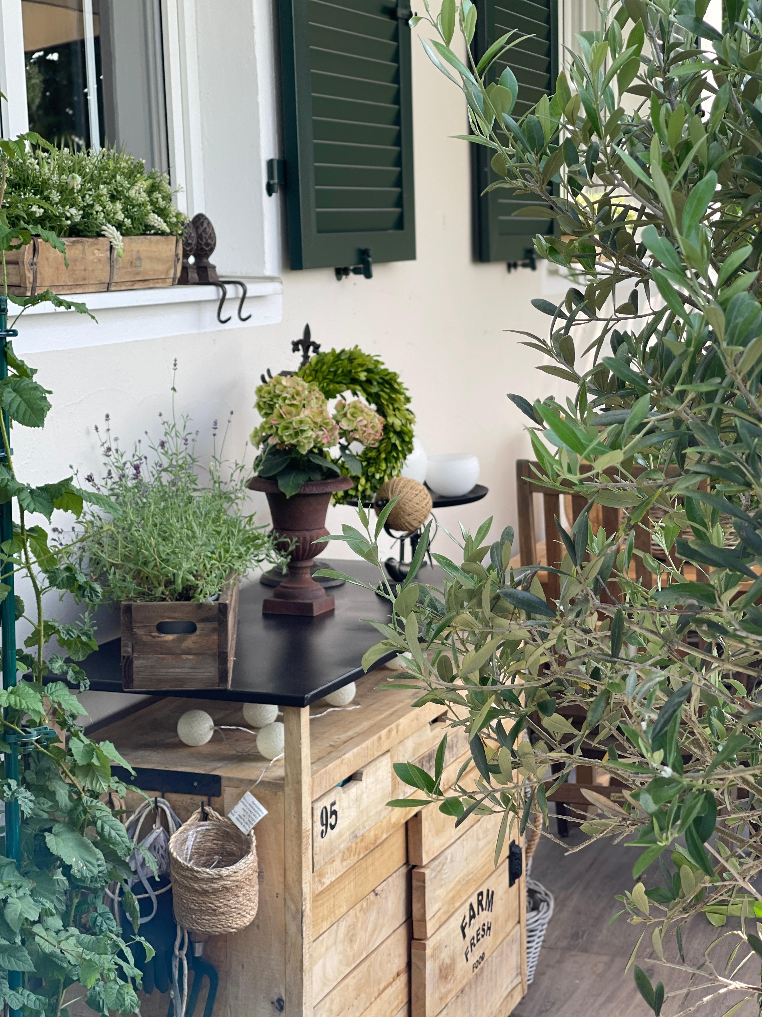 Guten Morgen 🤍 #garten #terrasse #gartendeko #pflanztisch #sommer #grüneoase #pflanzenliebe #olivenbaum #loberon
