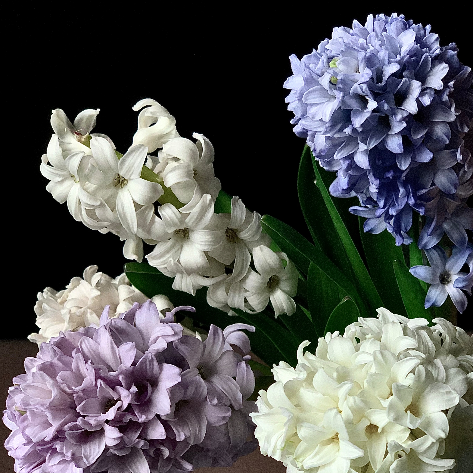 H Y A Z I N T H E N 
__________
Könnt ihr sie auch riechen? 
Happy Weekend! 🌸💣
__________
#Hyazinthen
#flowers #blue #wh