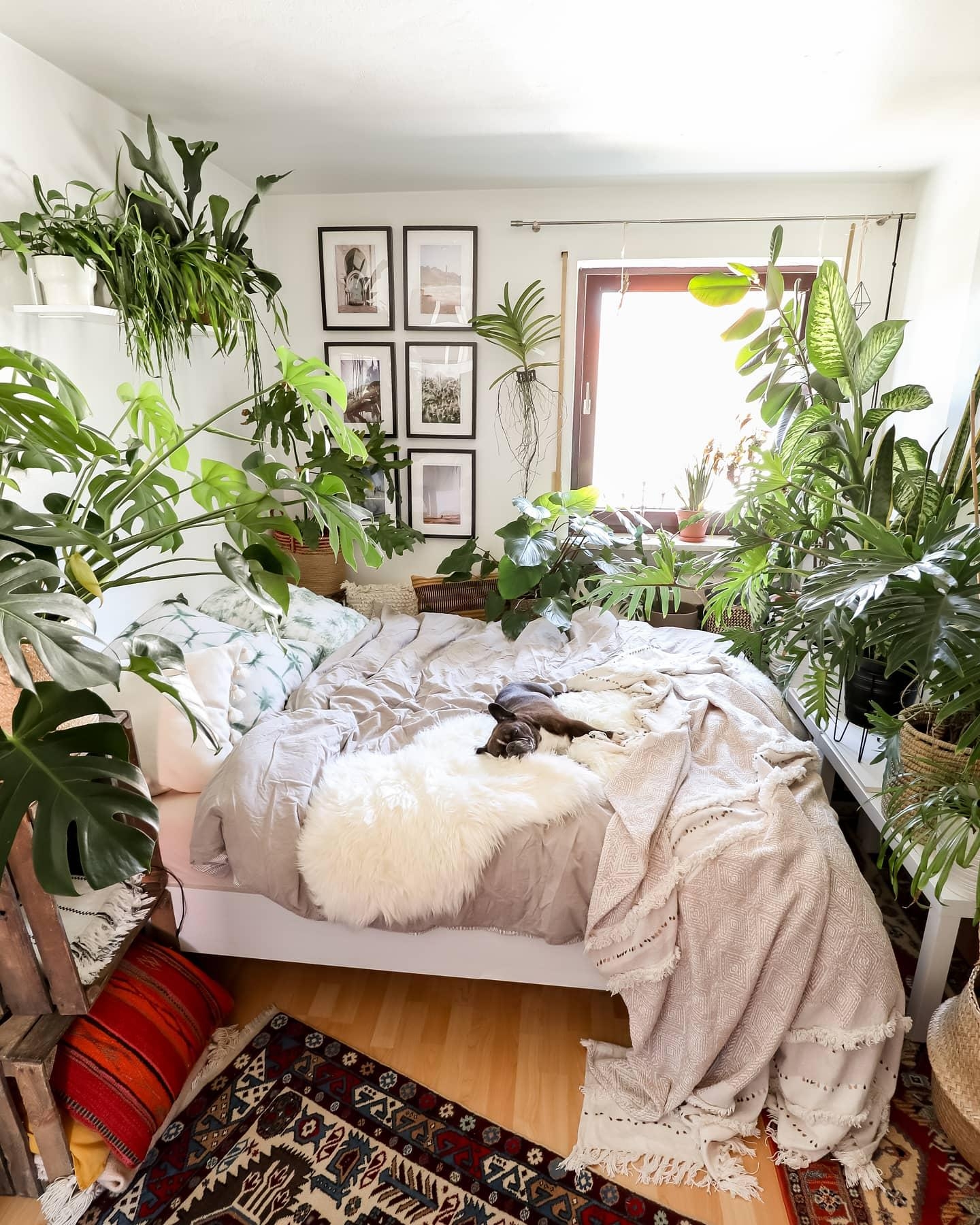 Habt ihr Pflanzen im Schlafzimmer?