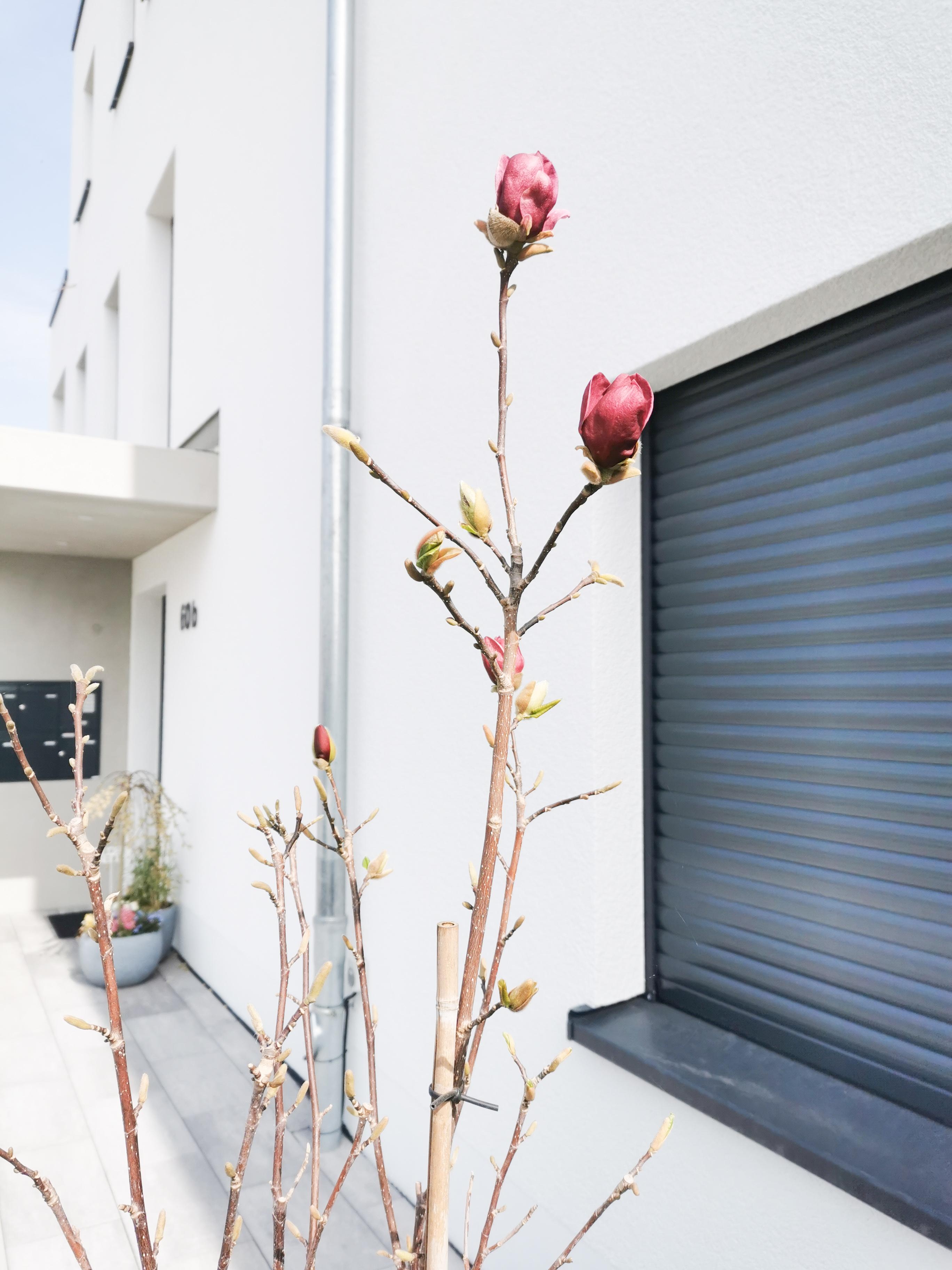 Hallo Frühling!
#Frühling#Magnolie#Hausbau#Außenanlagen#Springtime 