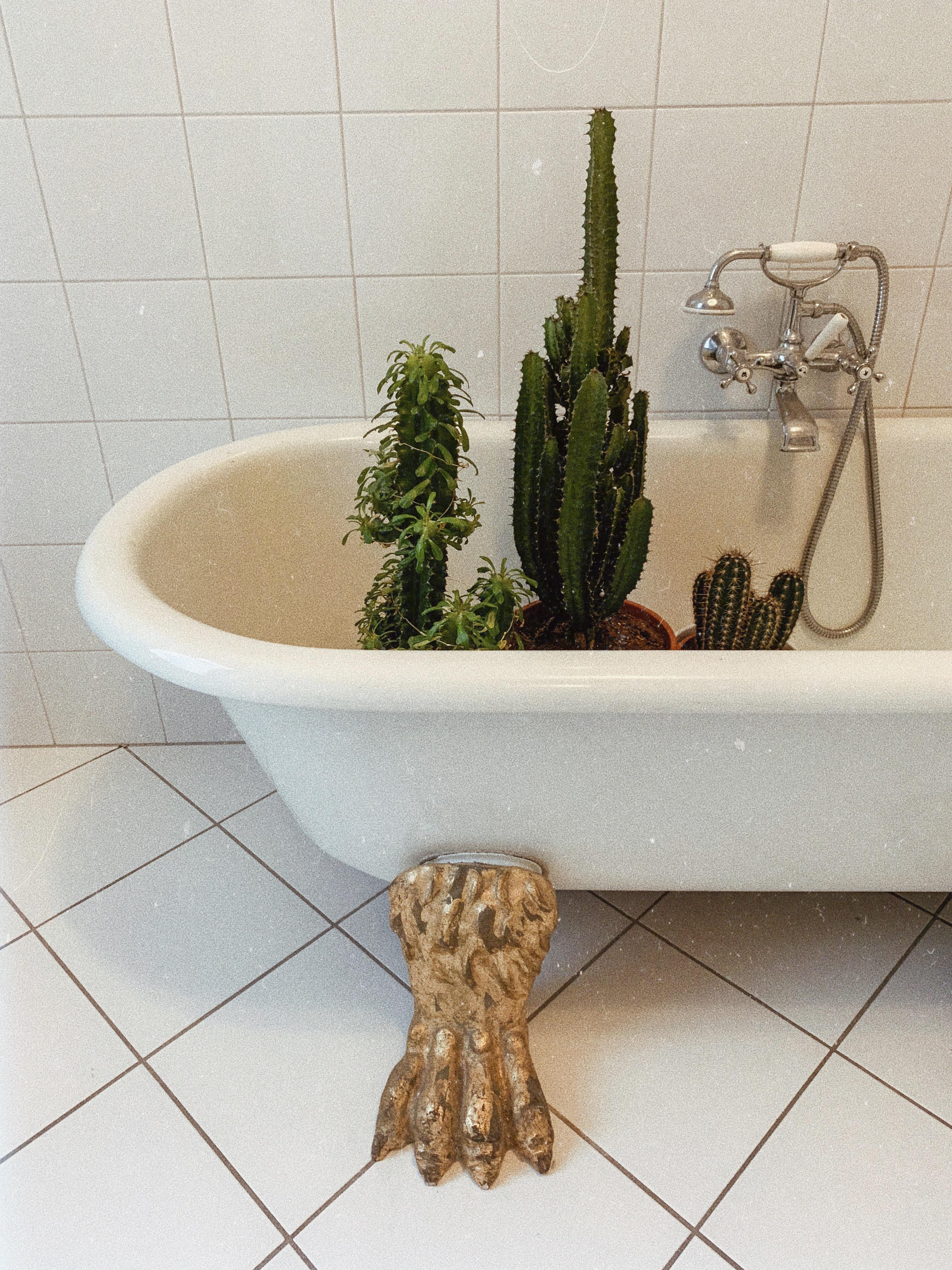 Hallo Kaktus-Family 🌵 #bathroom