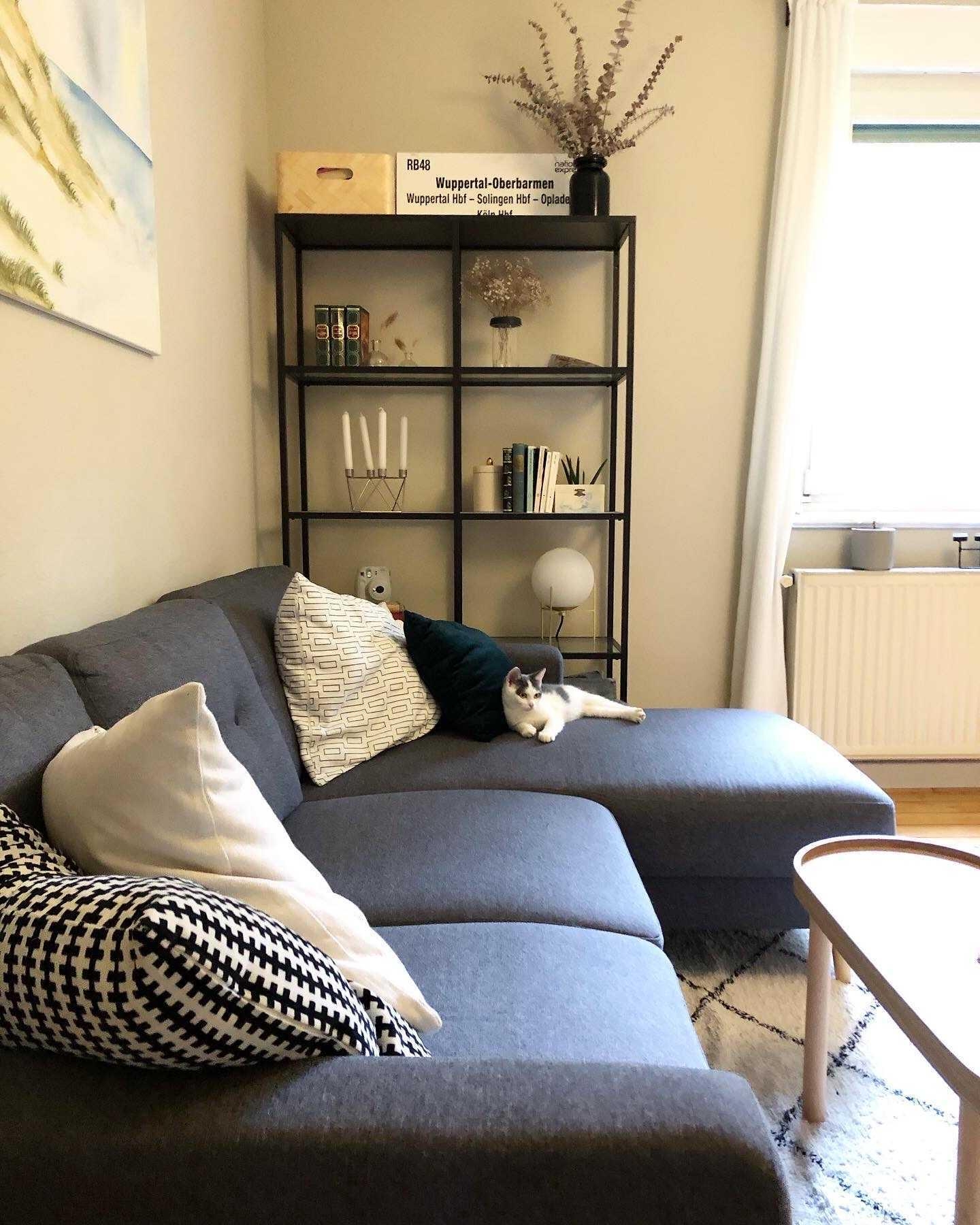 Hallo neuer Mitbewohner! #catmom #katzen #wohnzimmer #livingroom #sofa