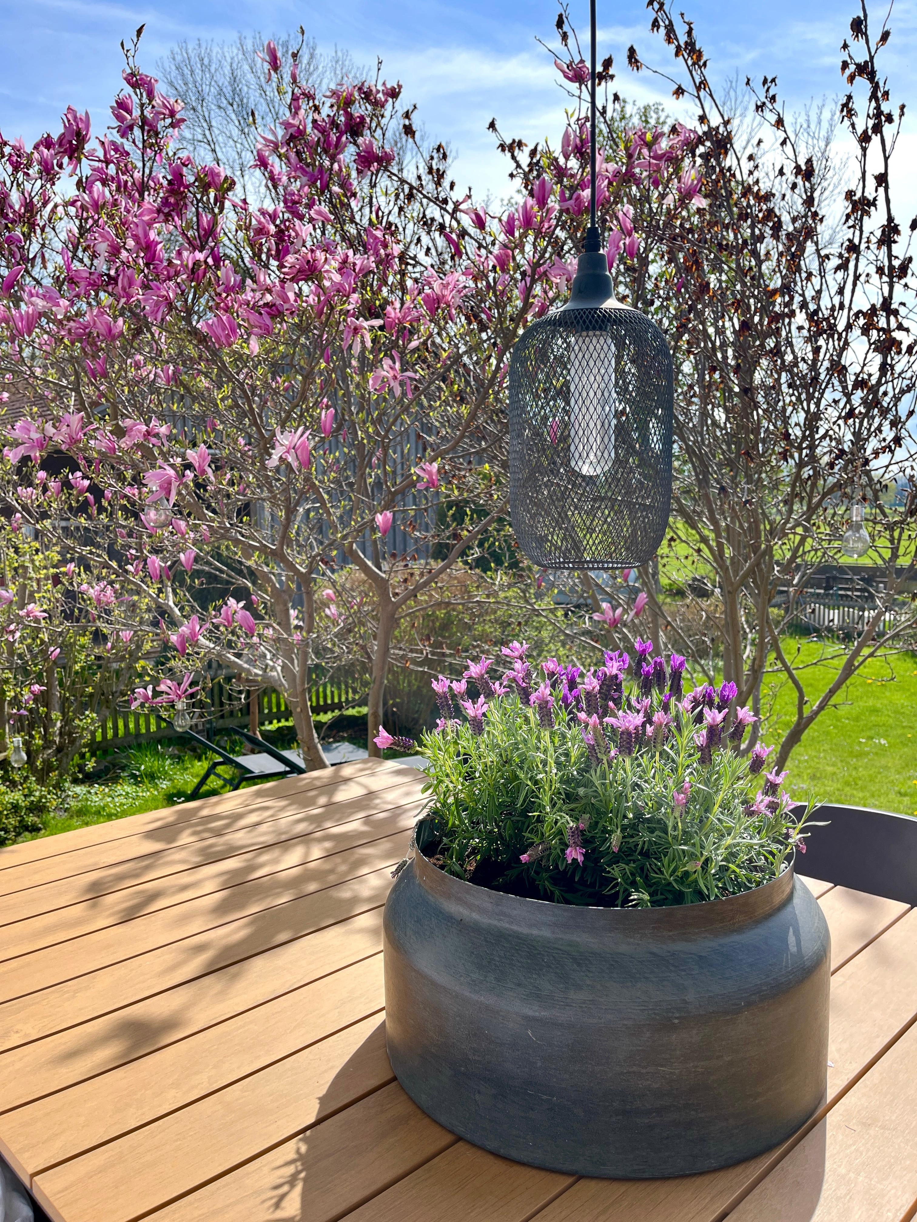 Hallo #Sonne ☀️
#terrasse#magnolie#lavendel#terrassenrenovierung#outdoorliving#terrassendesign#gartenzeit#frühling