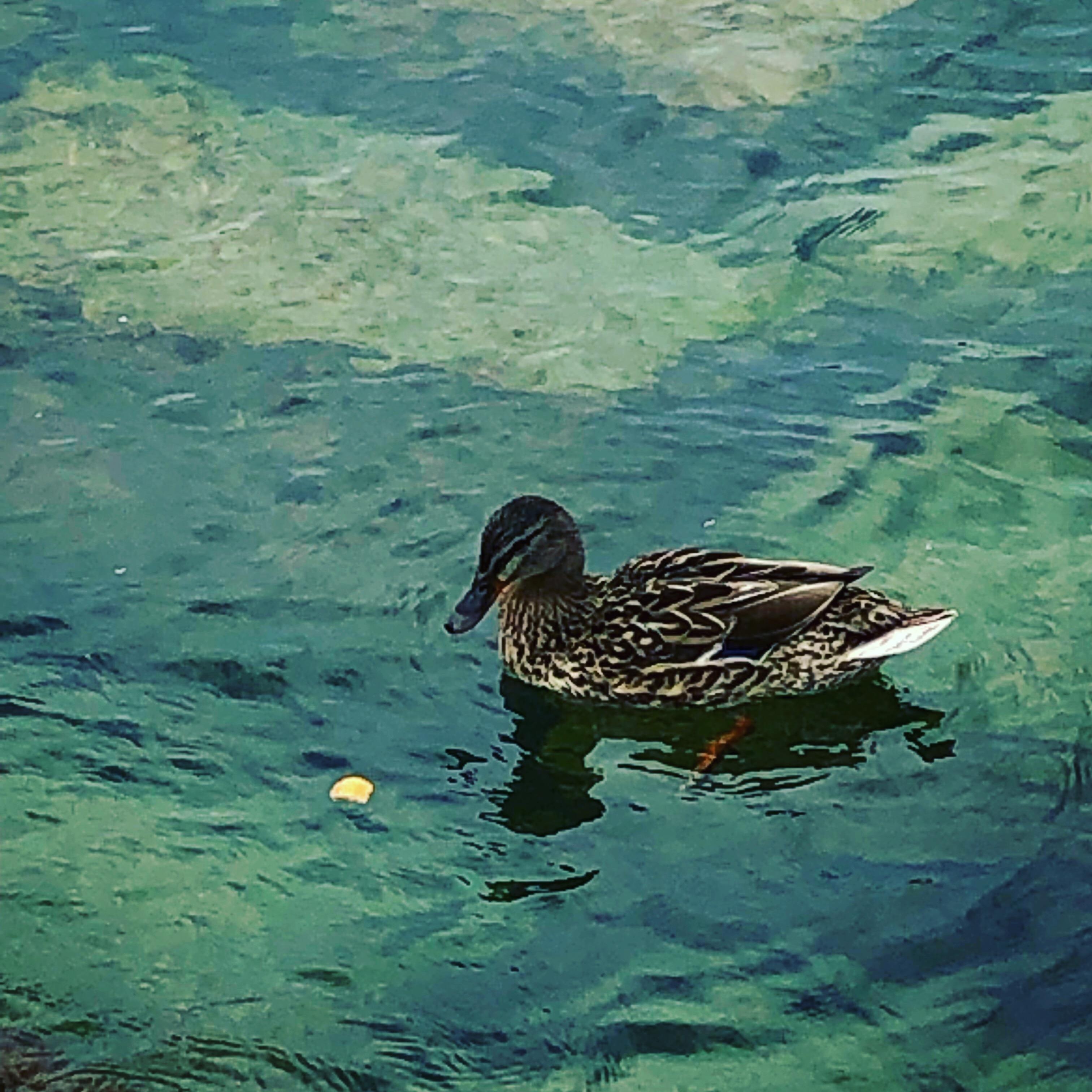 Happy duck!🦆
