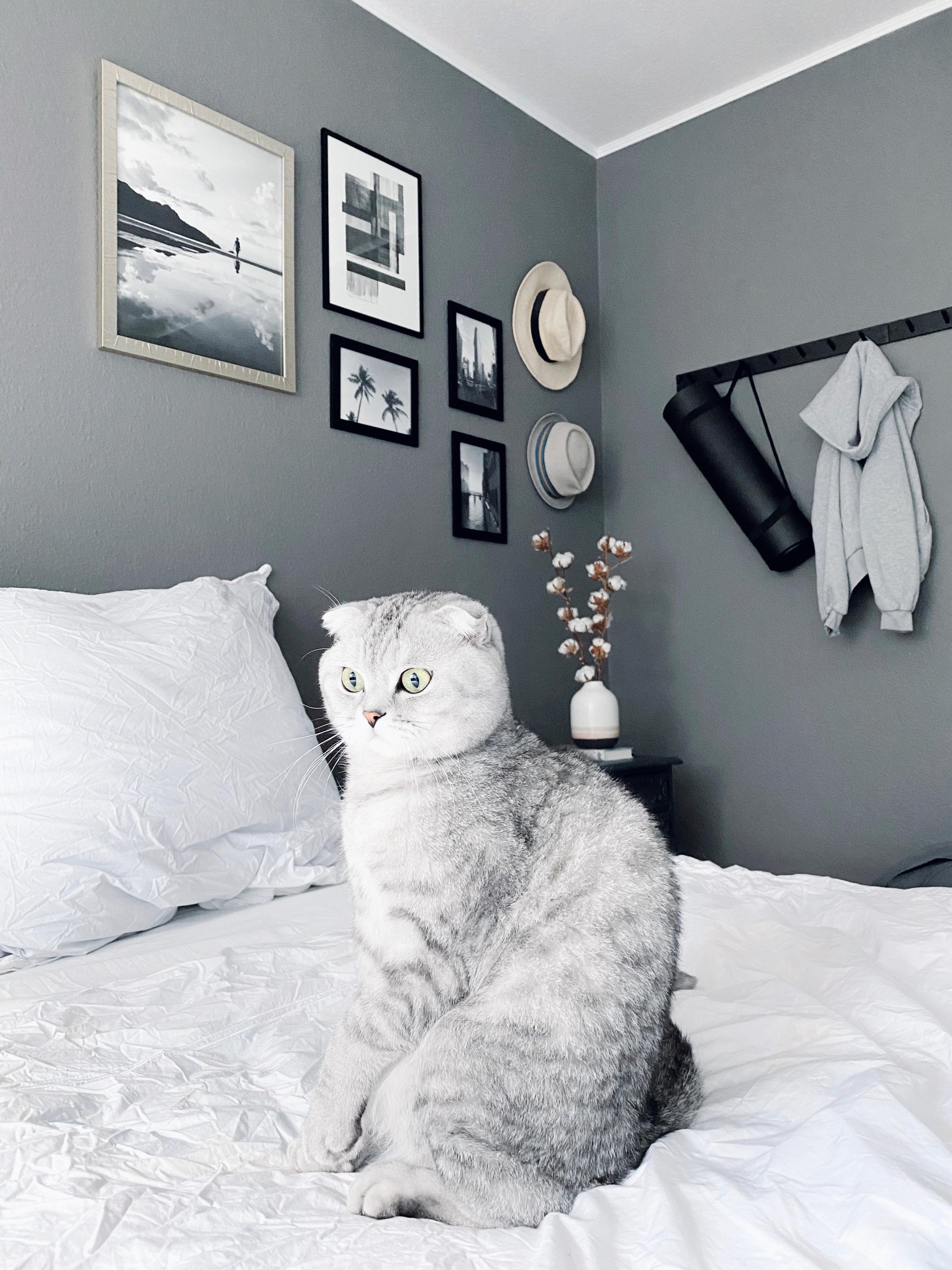 Happy Moter‘s Day! 🤍
#catmom #catlover #bedroom #nordichome #wallart #monochrome