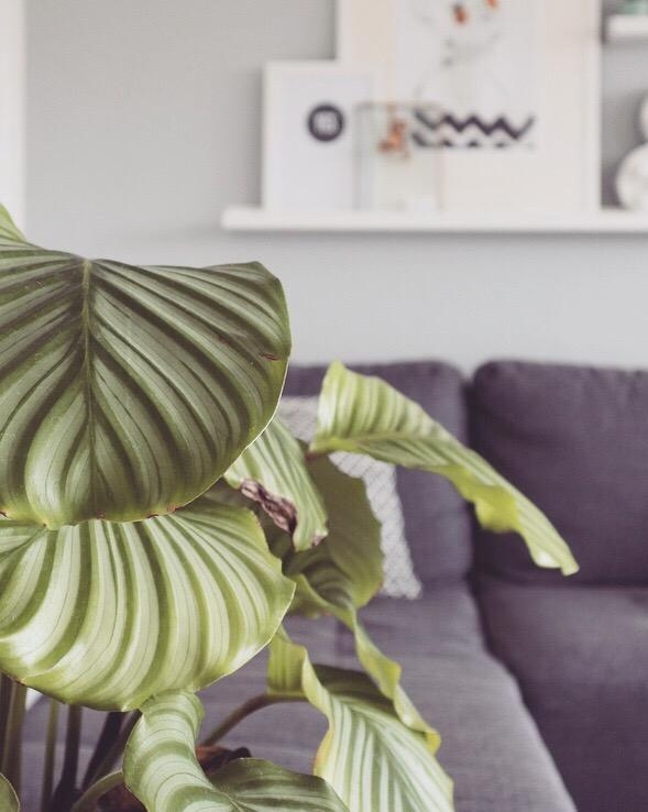 Happy Place 🌿
#home #living #plants #plantlover #scandinaviandesign 