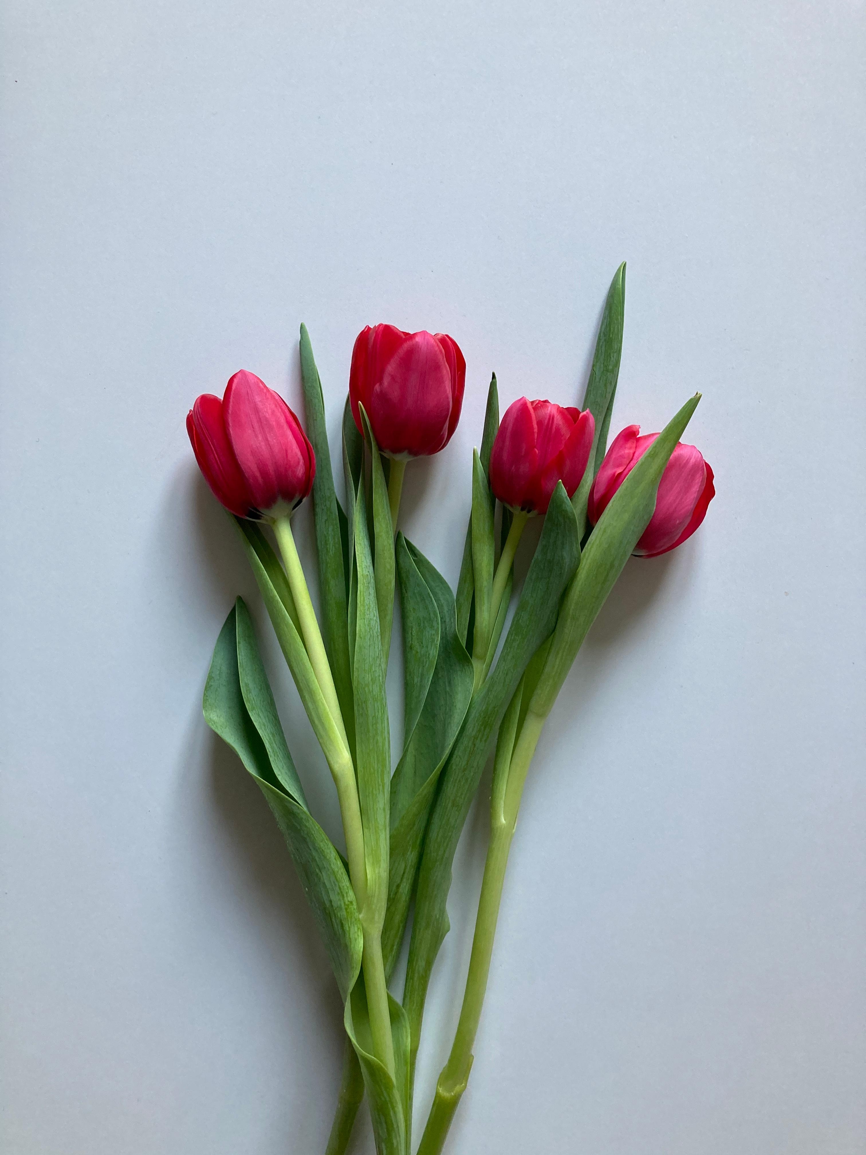 Happy Sunday 💓🌷 #tulpen #freshflowers #blumenliebe