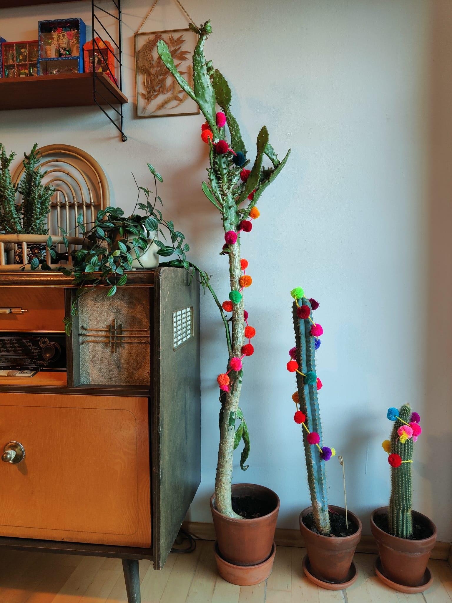 Happy weekend 🌵🌵🌵 #cactus #livingroom