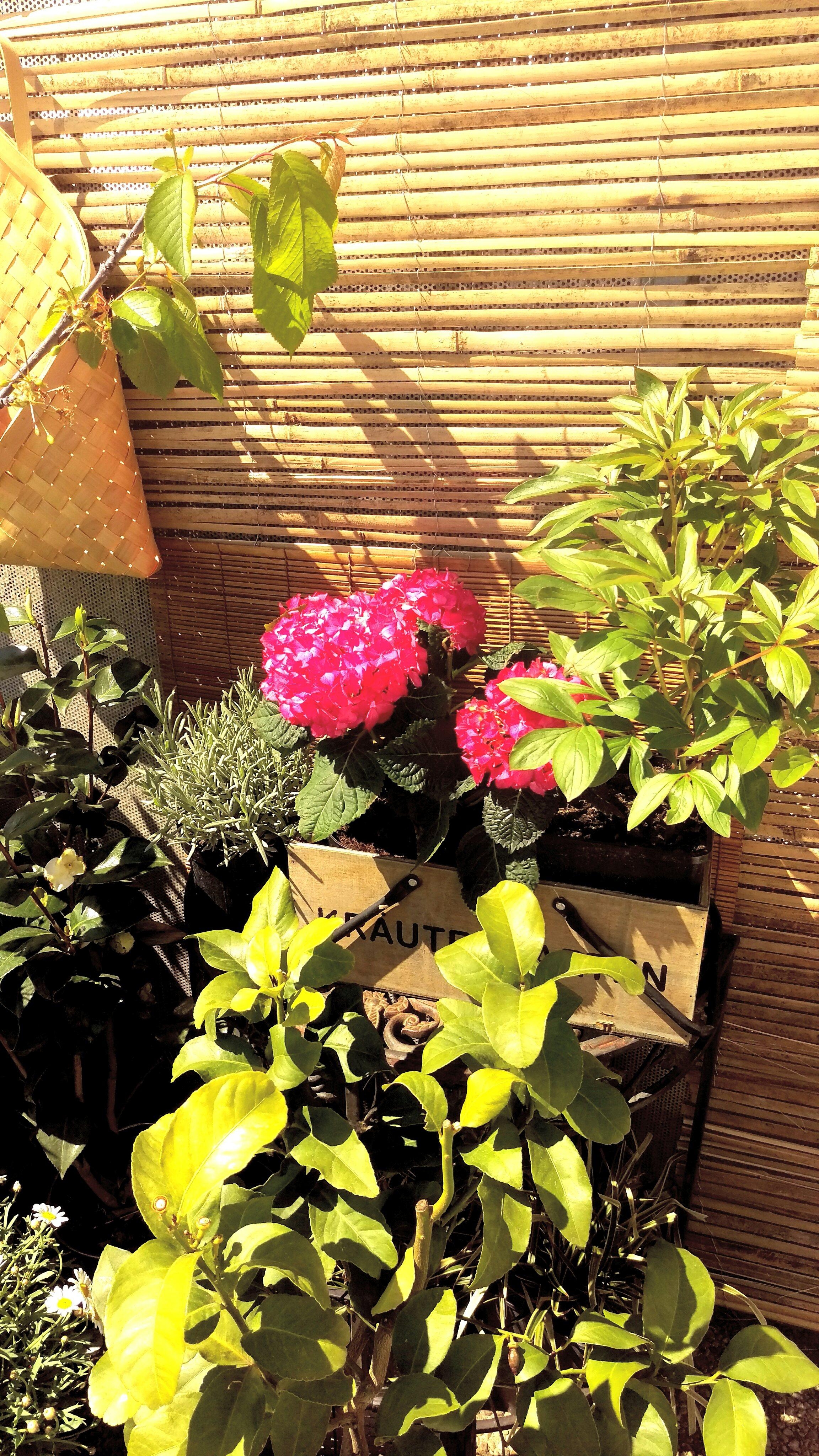 🔆happy weekend! #terrasse #hortensie #plants #zitrone #zierkirsche #blumendeko