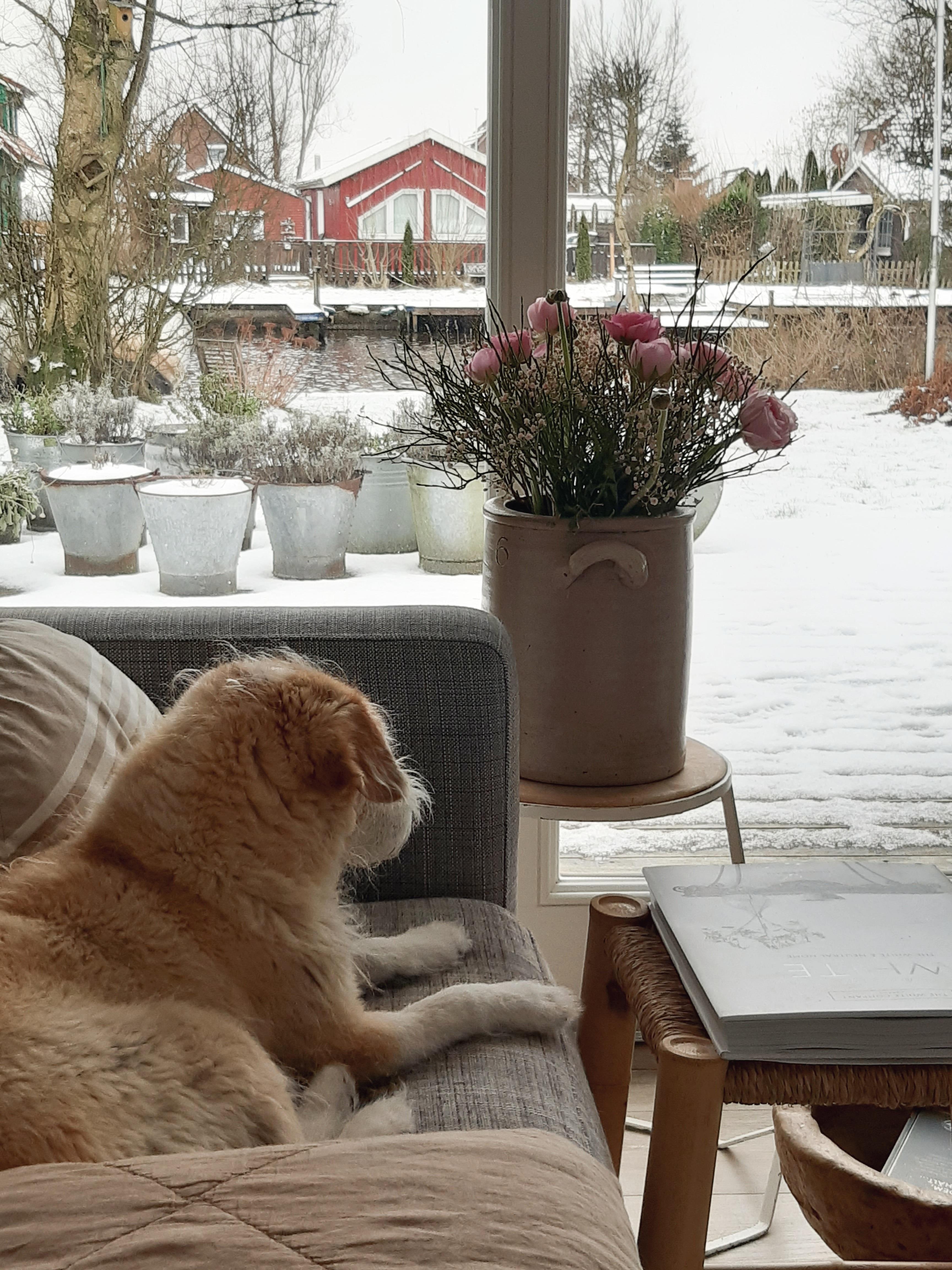 #haustier #blumendeko #interiour #couchstyle #couchliebt #nordic #frühlingsblumen #wintervibes 