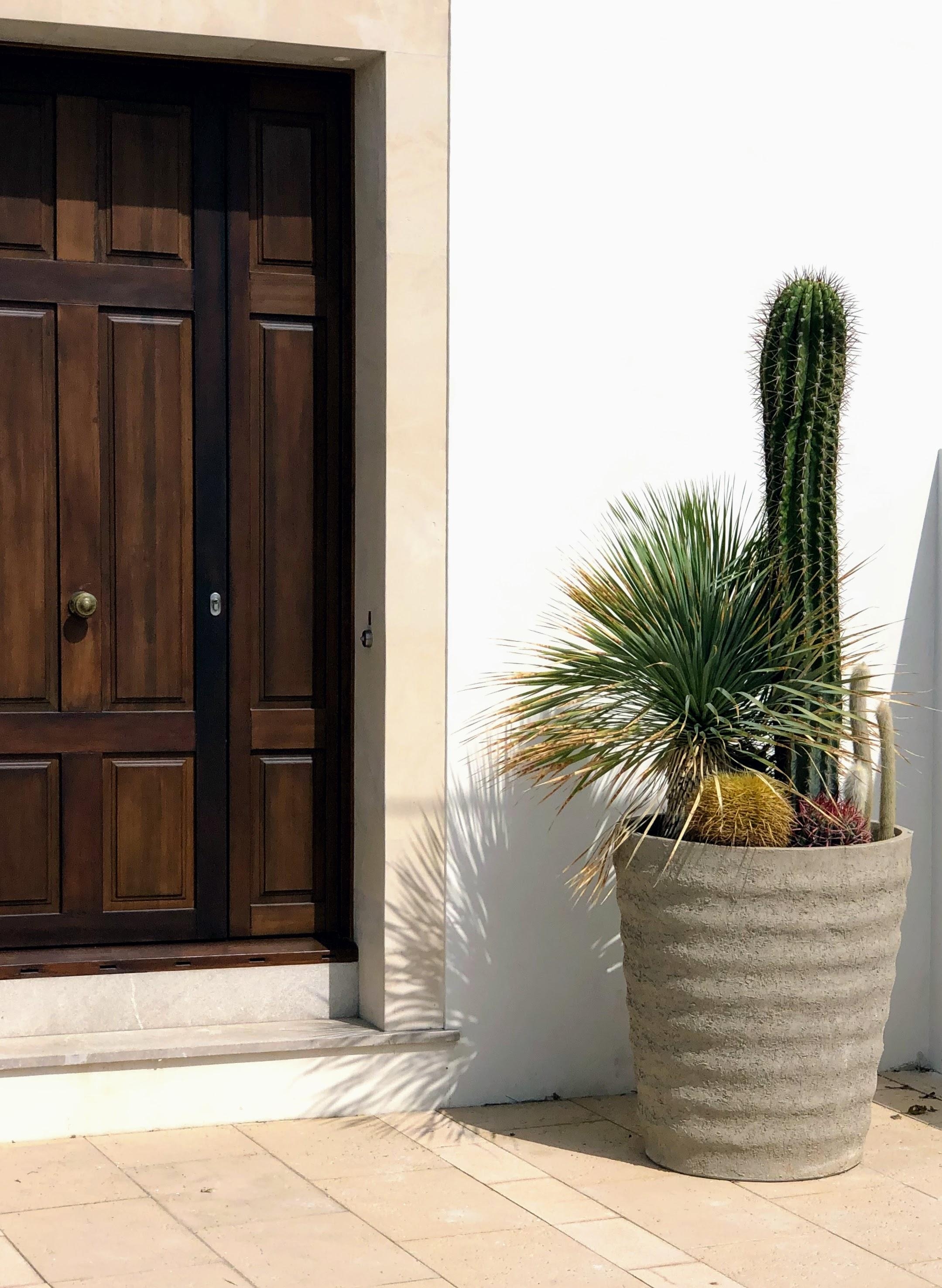 #haustür #kaktus #eingang #pflanzenliebe #stilmix #vintage #industriedesign
