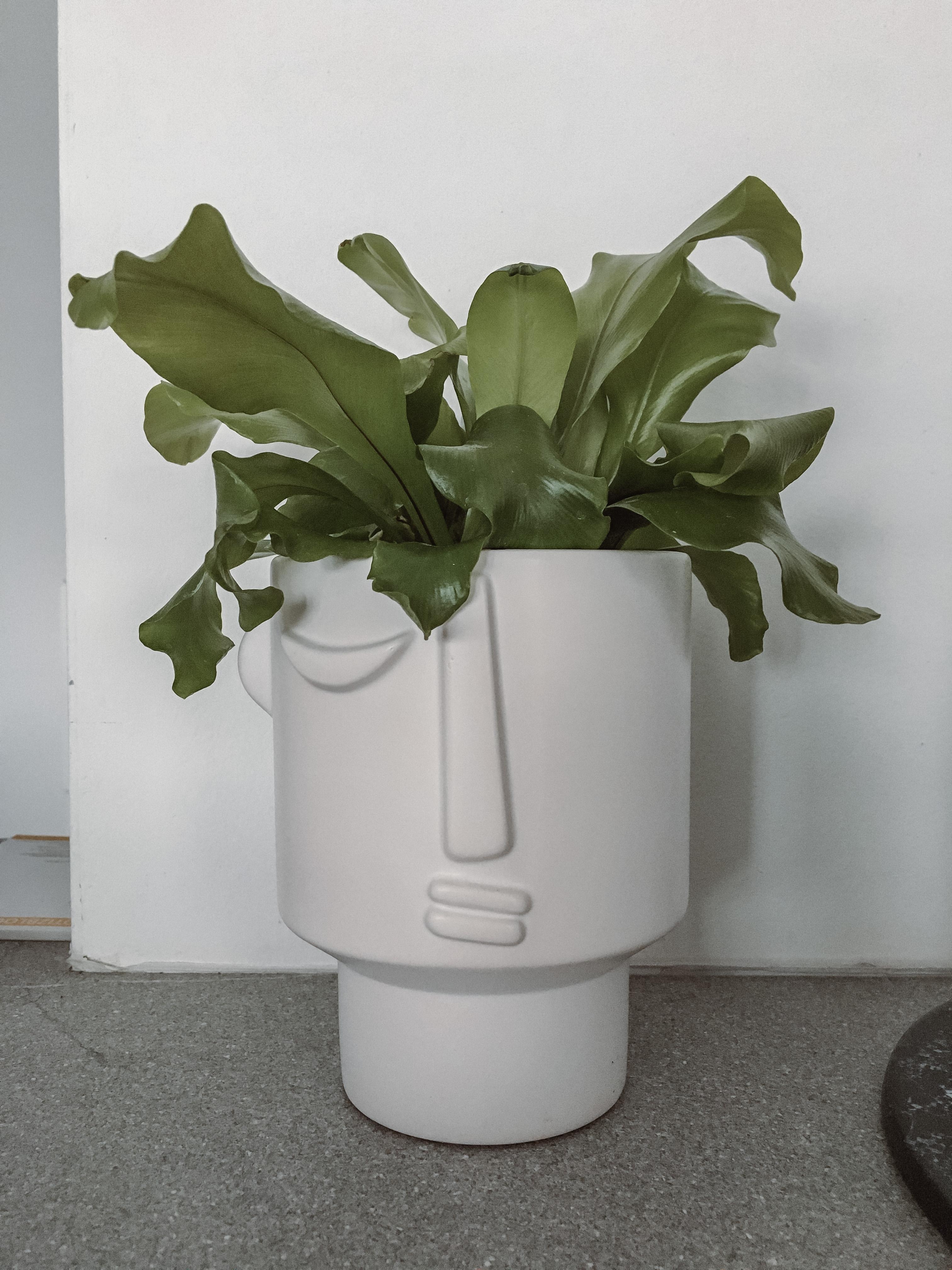 hello new friend 🤍 #plant #scandi #modern #green #clean