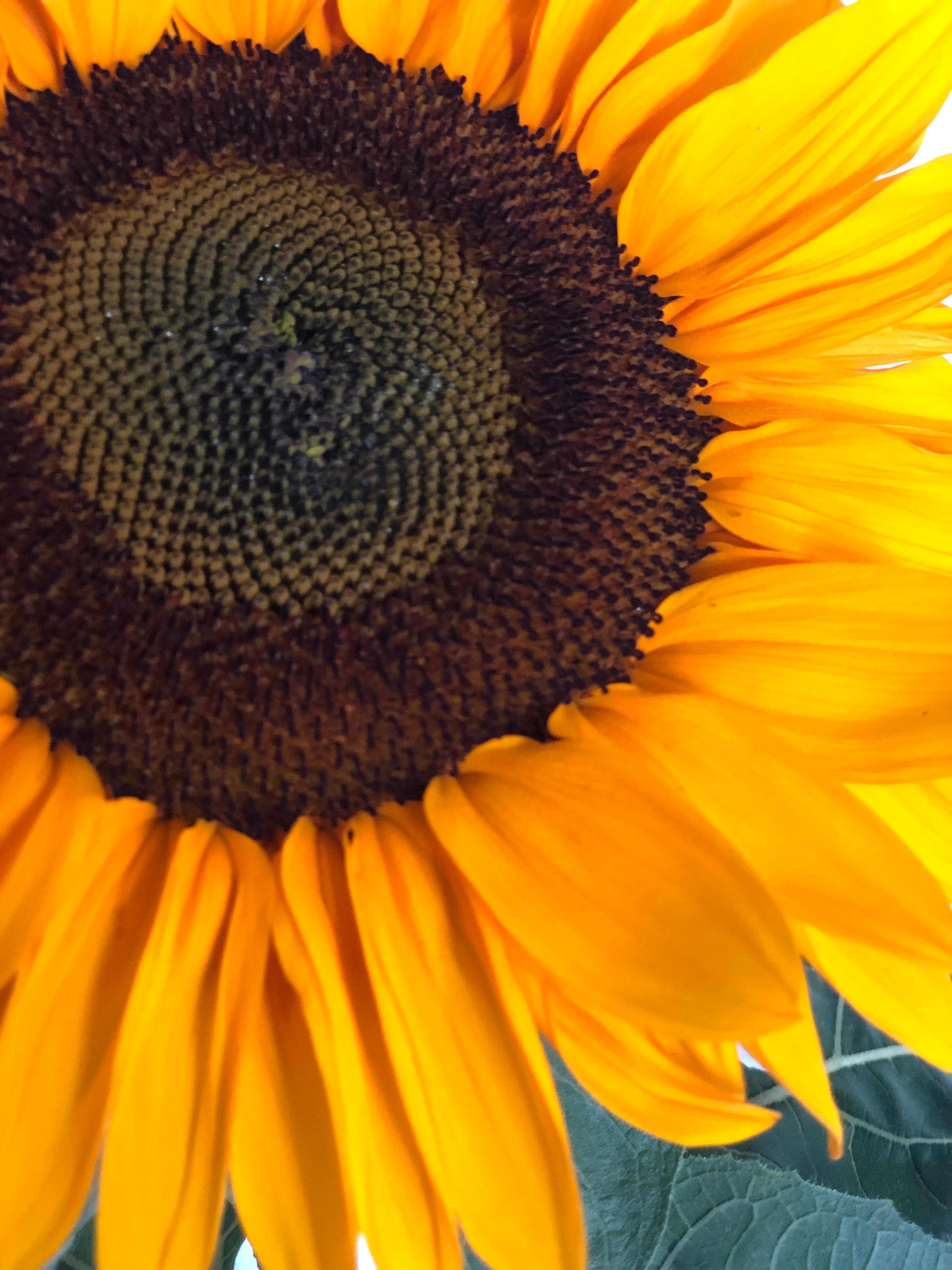 Hello sunshine. #sunflower #blumenmachenglücklich