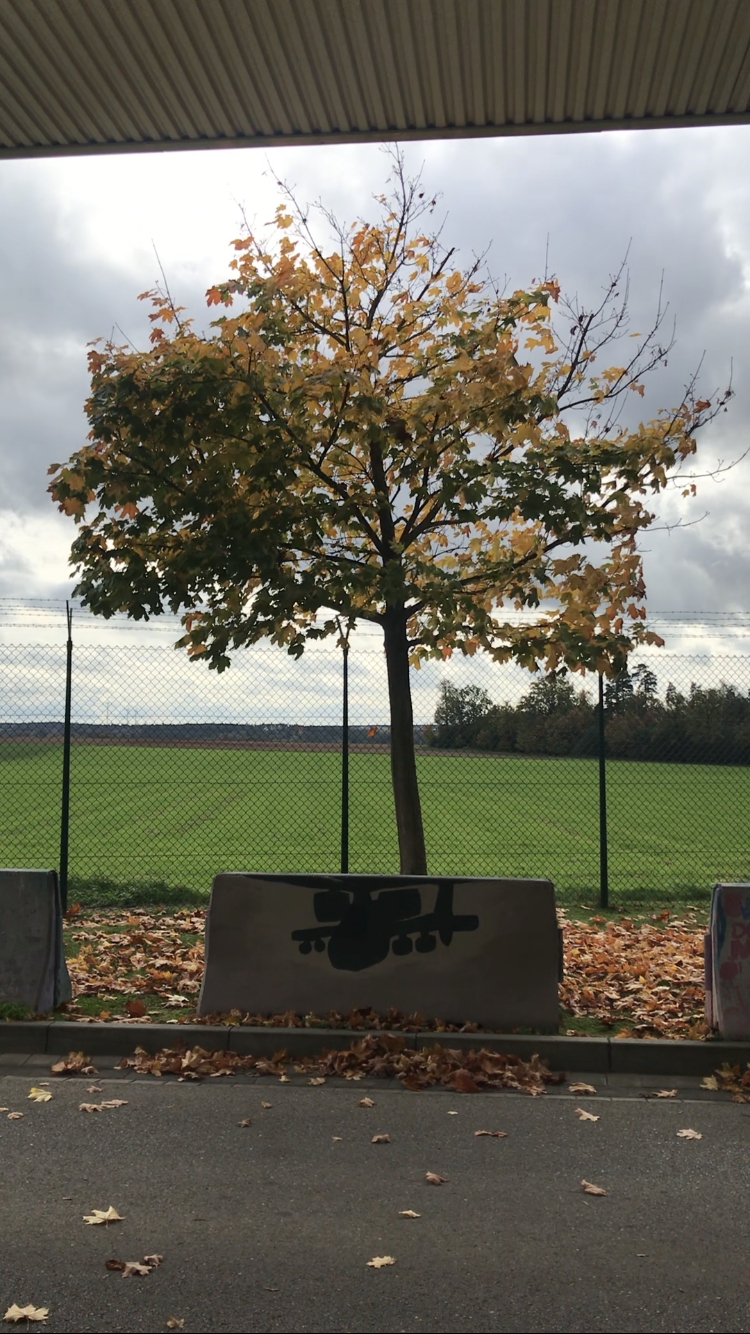 Herbst auf Arbeit 🍁 
(Ich liebe Bäume) und das ist mein Lieblingsbaum