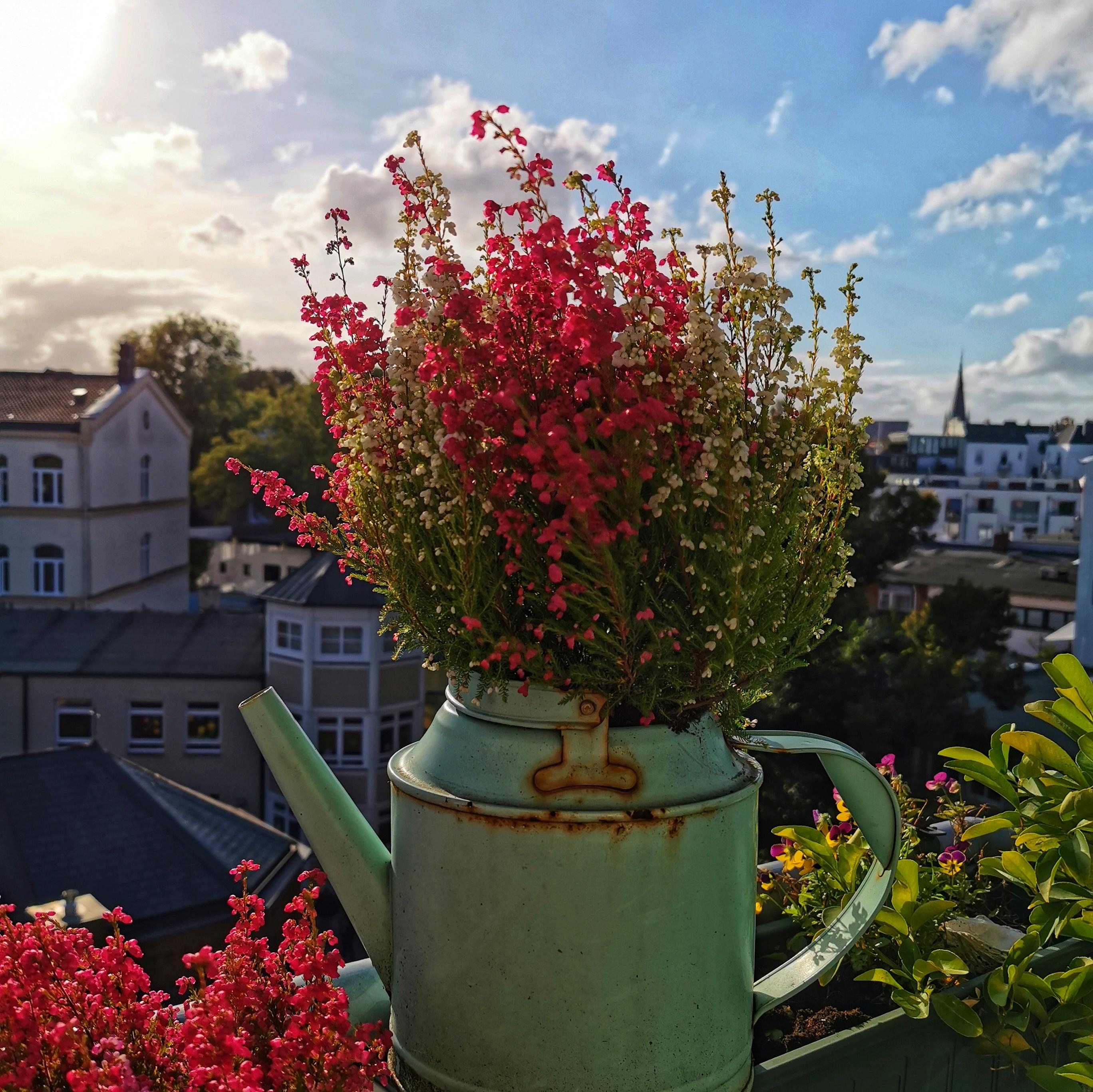 Herbst

#herbstliebe #erika #upcycling #herbst #balkonpflanzen #balkon #balkondeko 