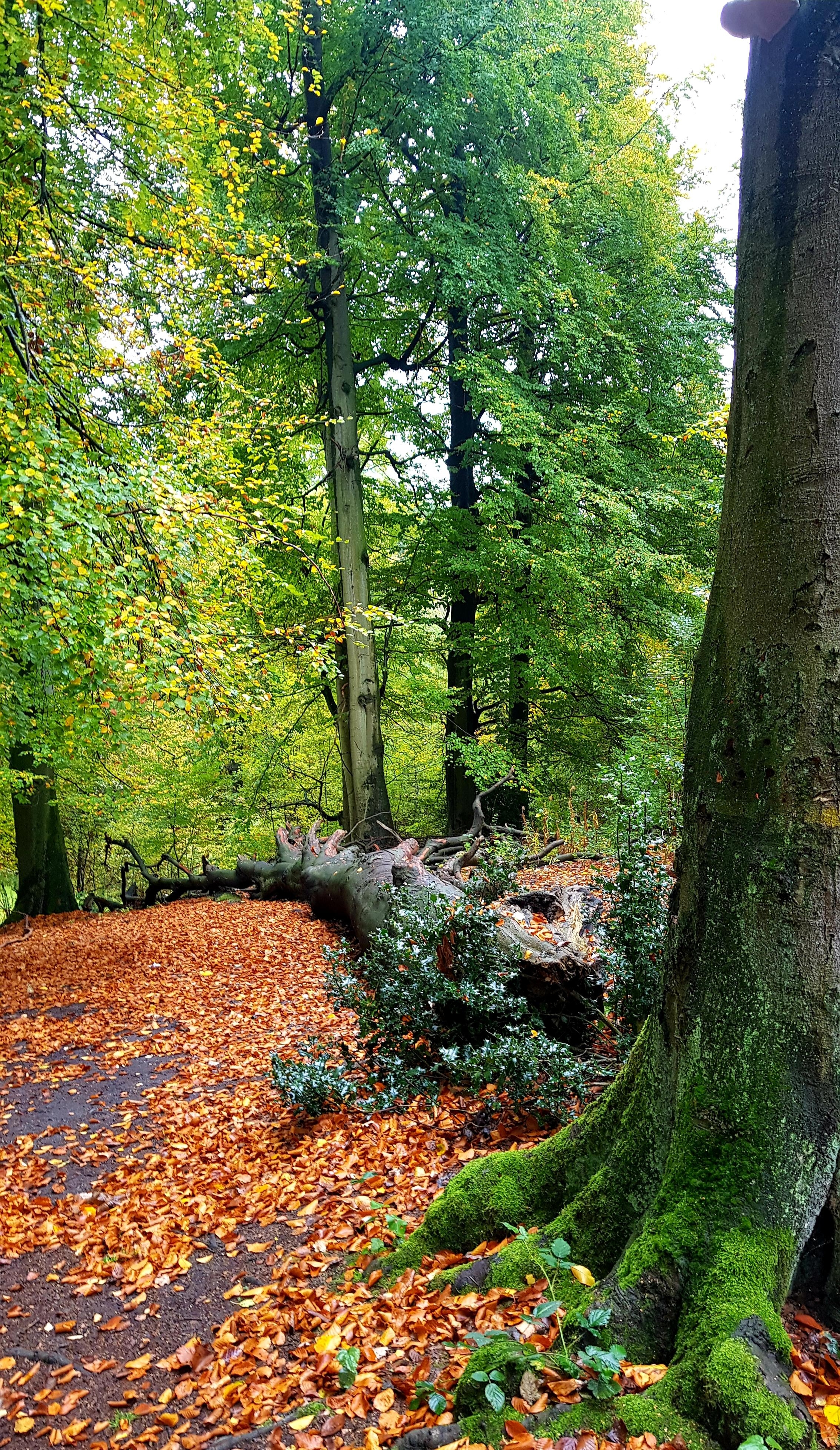 Herbst
#herbst#natur#wald