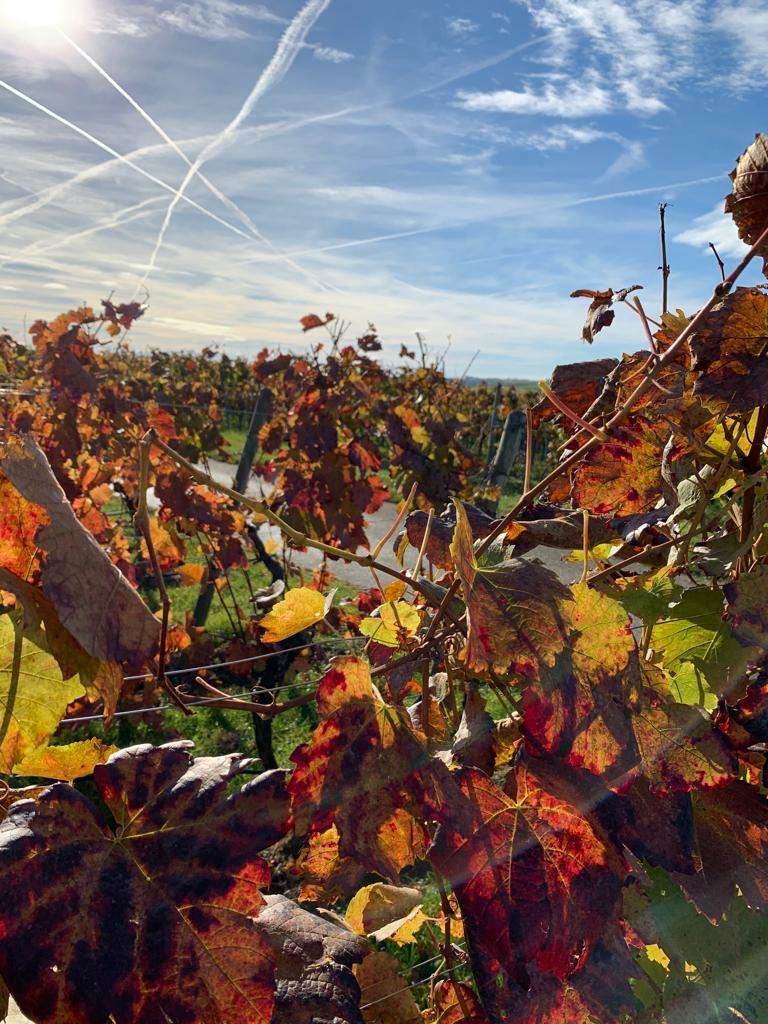 Herbst im Weinberg 
#Natur #Spaziergang #Wein #Badenwürttemberg 