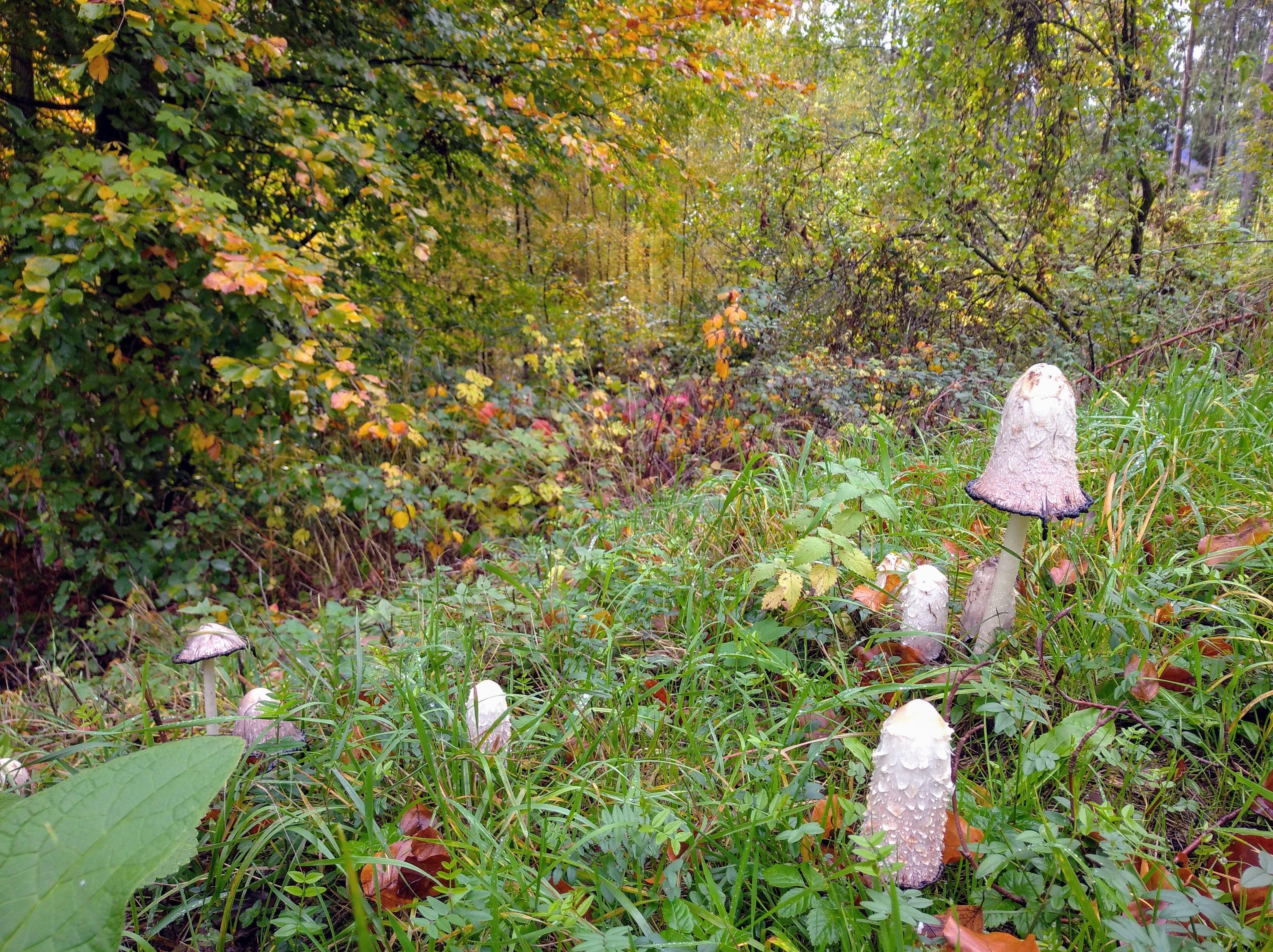 #herbst #pilze #autumnvibes #forest