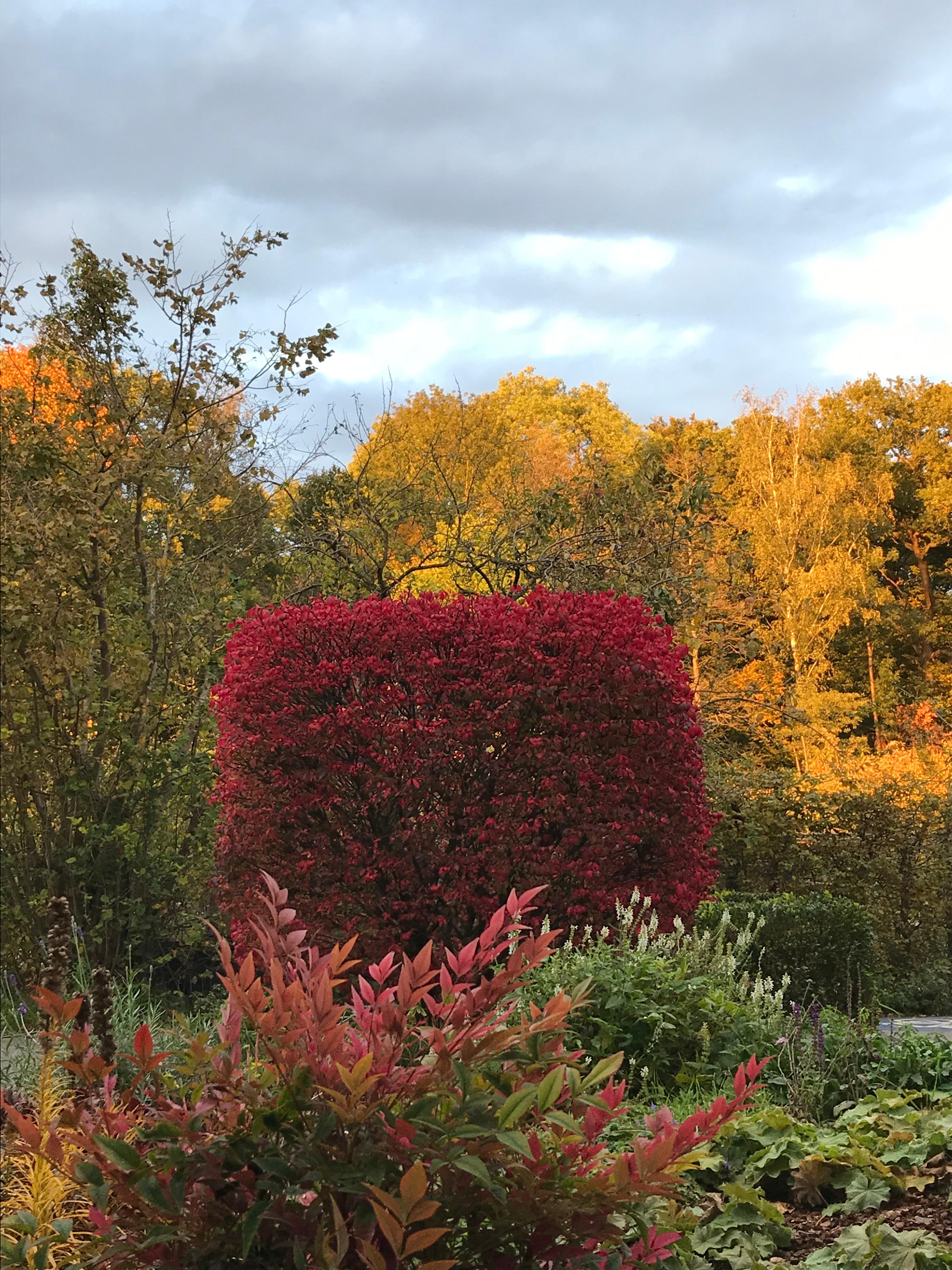 Herbstbunter 🍁 Vorgarten 