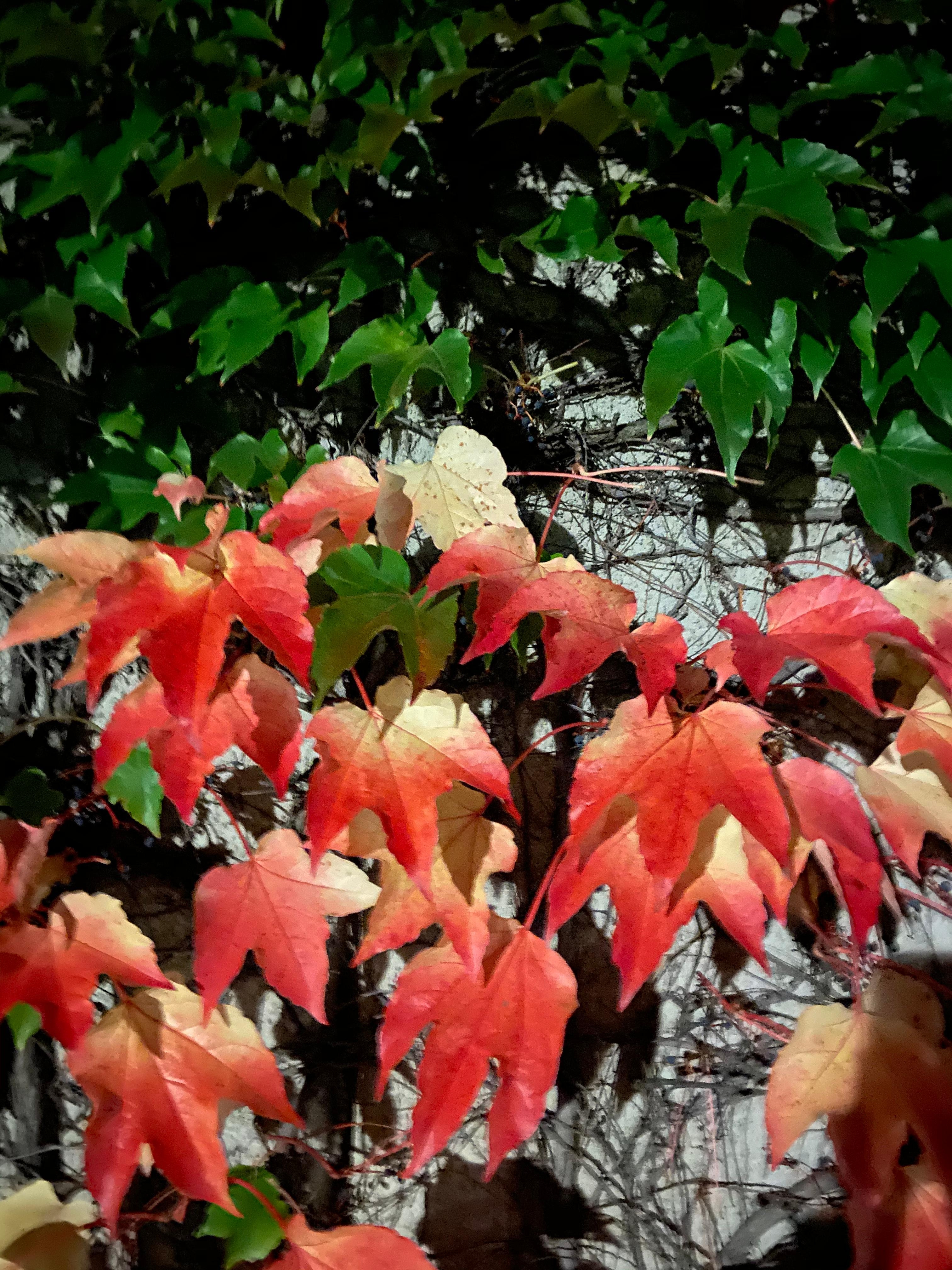 #Herbstcolor#Naturlove