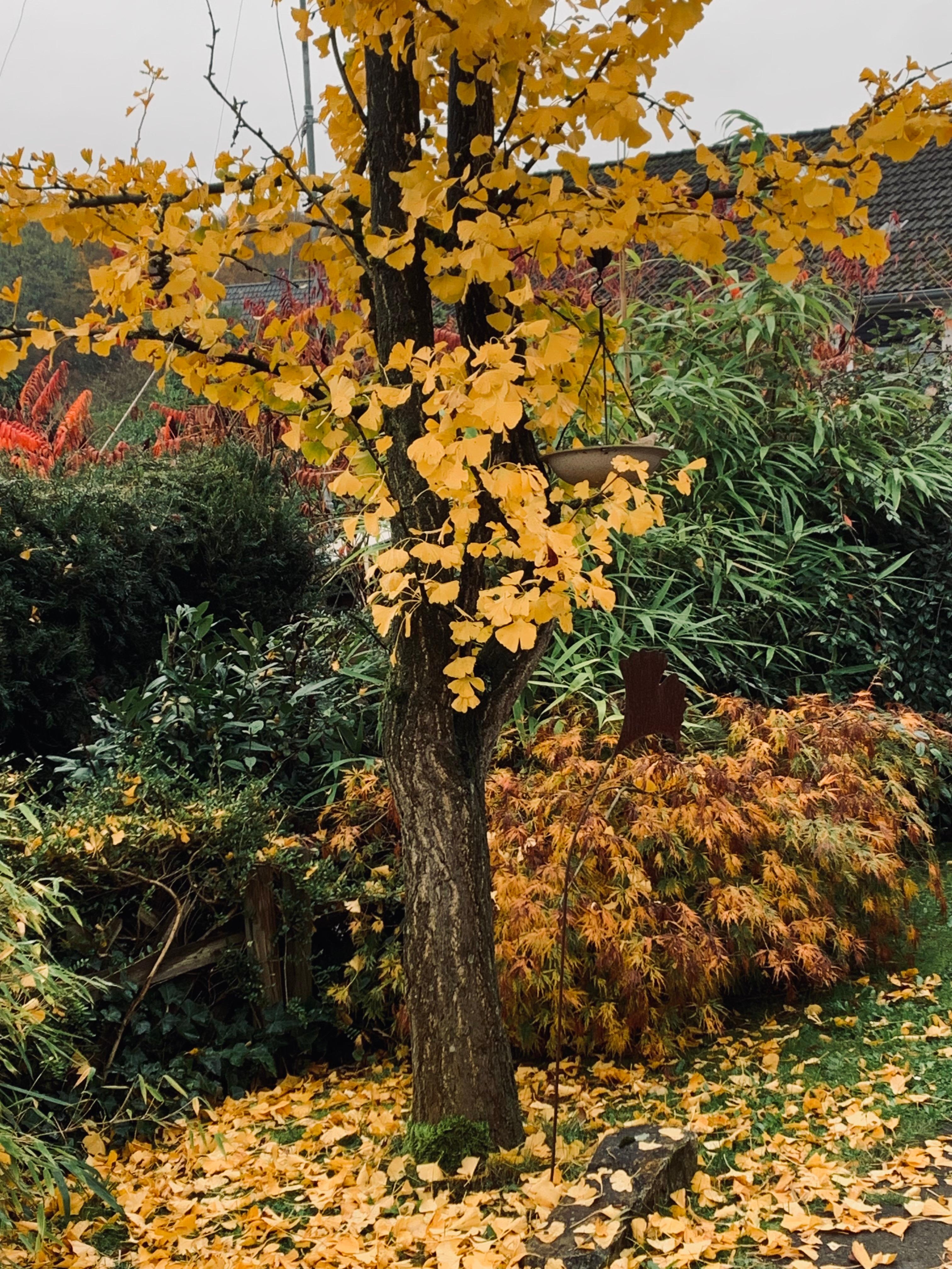 Herbstfarben💛 
Baum der Stärke 
#Ginkgobaum #Garteninspo #GoldeneJahreszeit