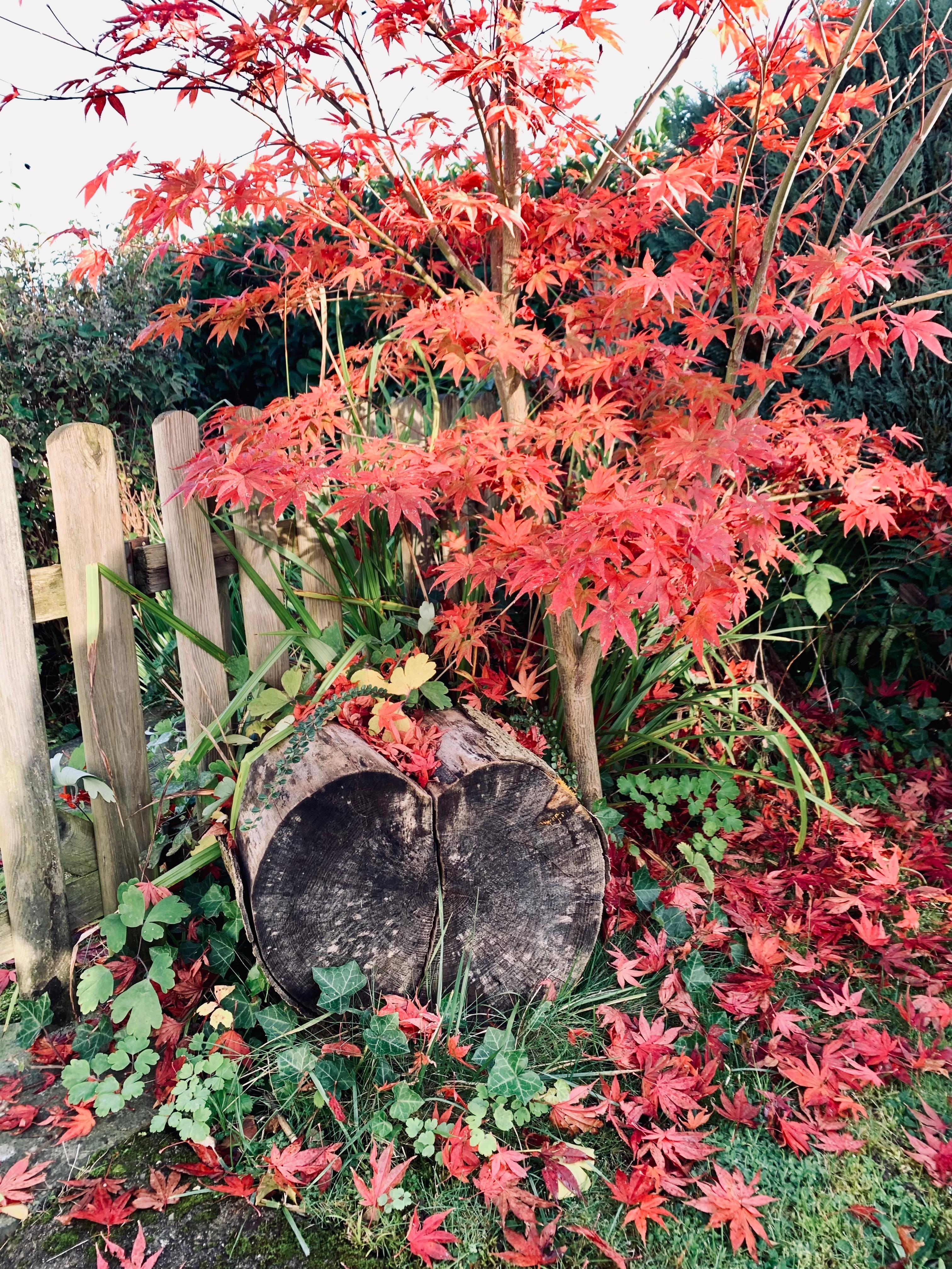 Herbstliebe♥️